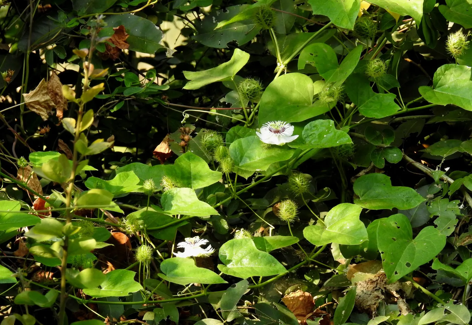 Red Passion Vine (Passiflora Manicata) — including beneficial bees