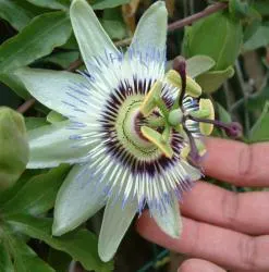 Red Passion Vine (Passiflora Manicata) — This perennial vine can reach lengths of 20-30 feet