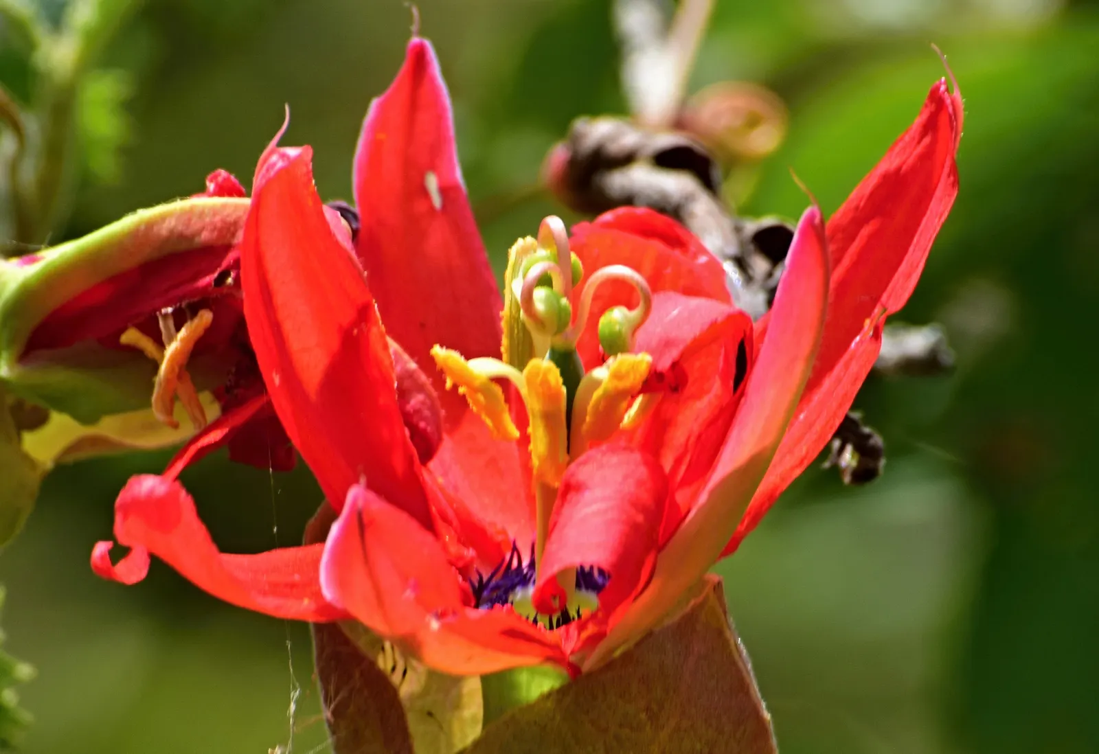 Red Passion Vine (Passiflora Manicata) — such as occasional pruning to control size and promote health