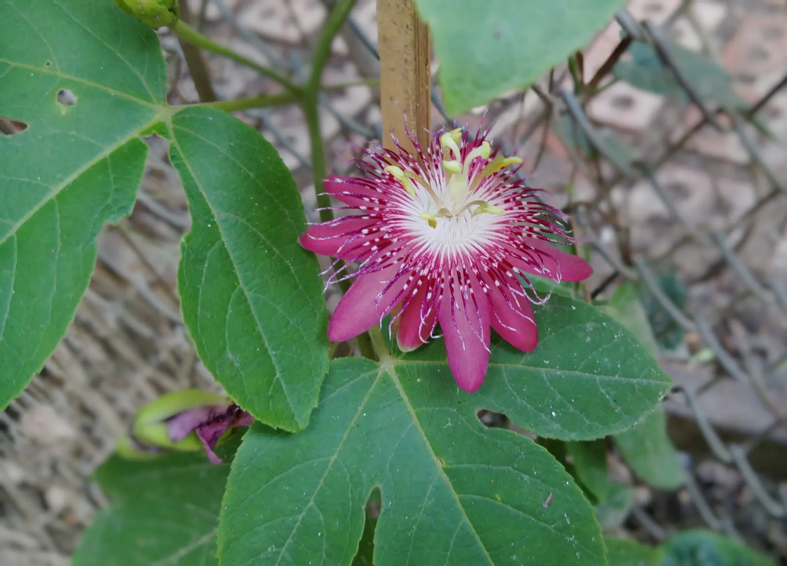 Red Passion Vine (Passiflora Manicata) — it requires well-draining soil; it blooms from summer to fall, attracting hummingbirds and offering lush, image 55
