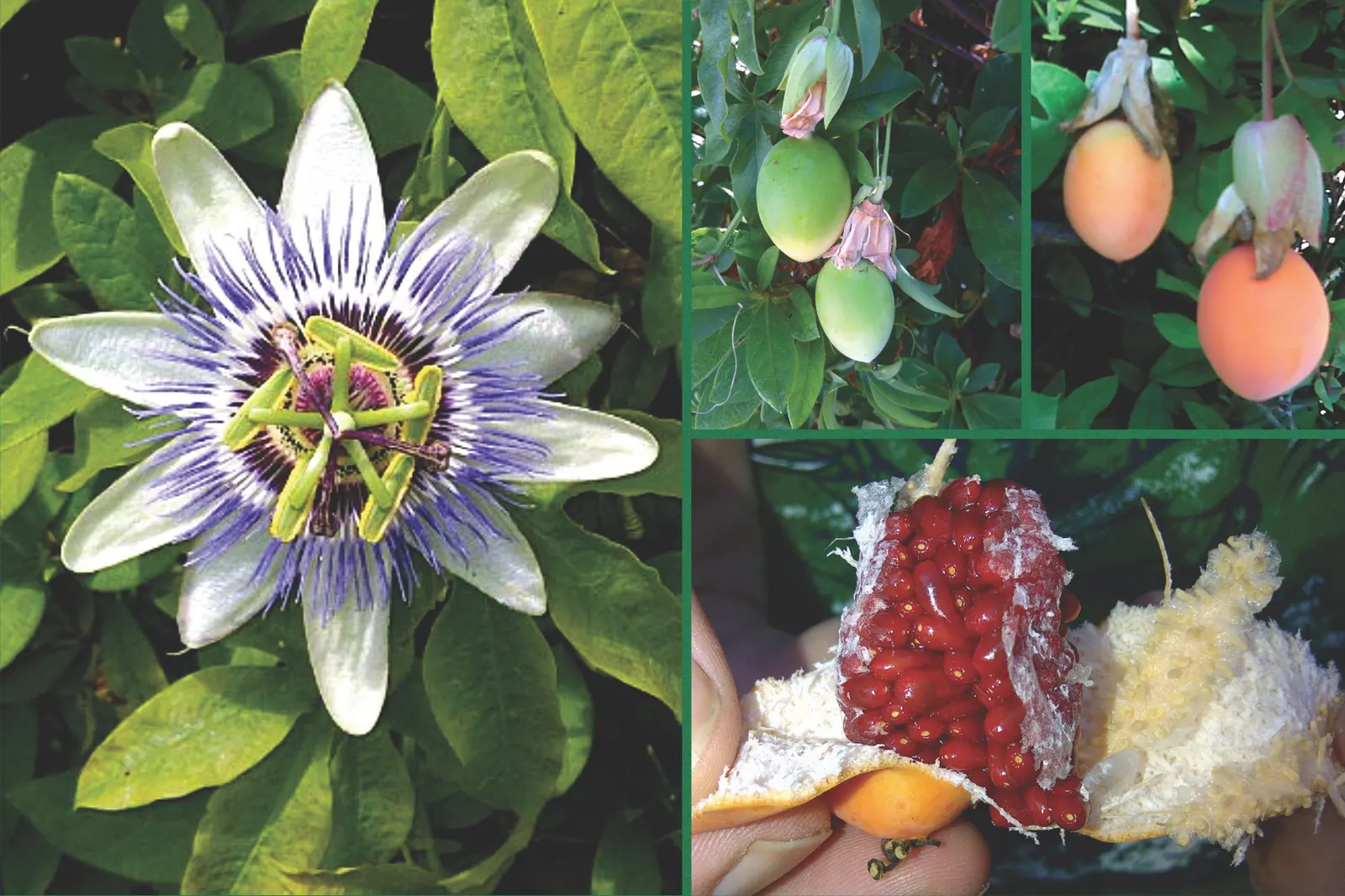 Red Passion Vine (Passiflora Manicata) — vine for half; such as occasional pruning to control size and promote health, image 63
