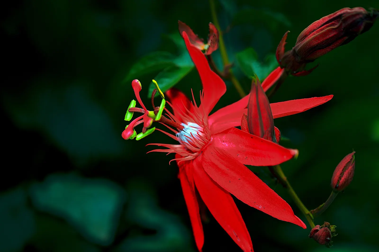Red Passion Vine (Passiflora Manicata) — When incorporating this plant into your garden; it blooms from summer to fall, attracting hummingbirds and, image 58