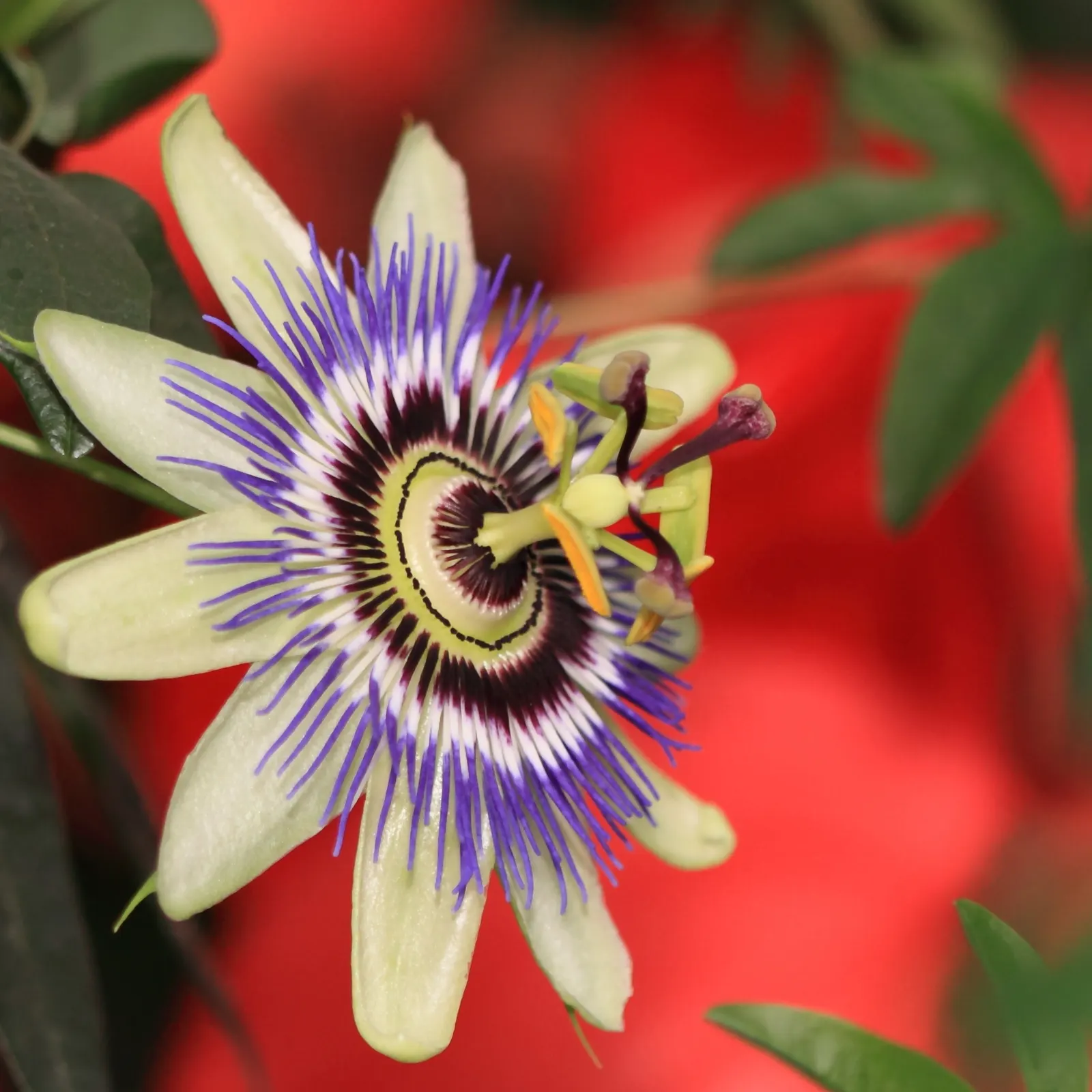 Red Passion Vine (Passiflora Manicata) — red flowers in the garden