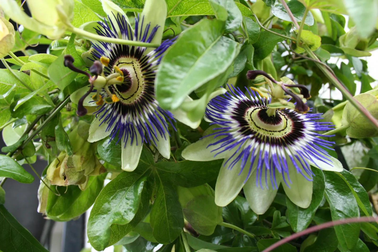 Red Passion Vine (Passiflora Manicata) — bloom prolifically throughout the summer and into fall