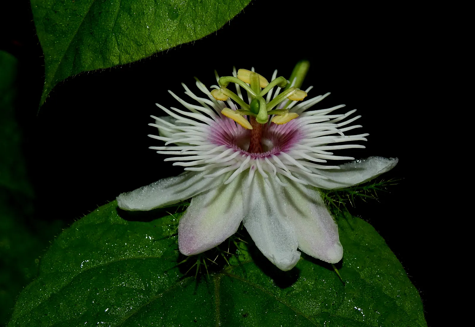 Red Passion Vine (Passiflora Manicata) — vine with red blooms