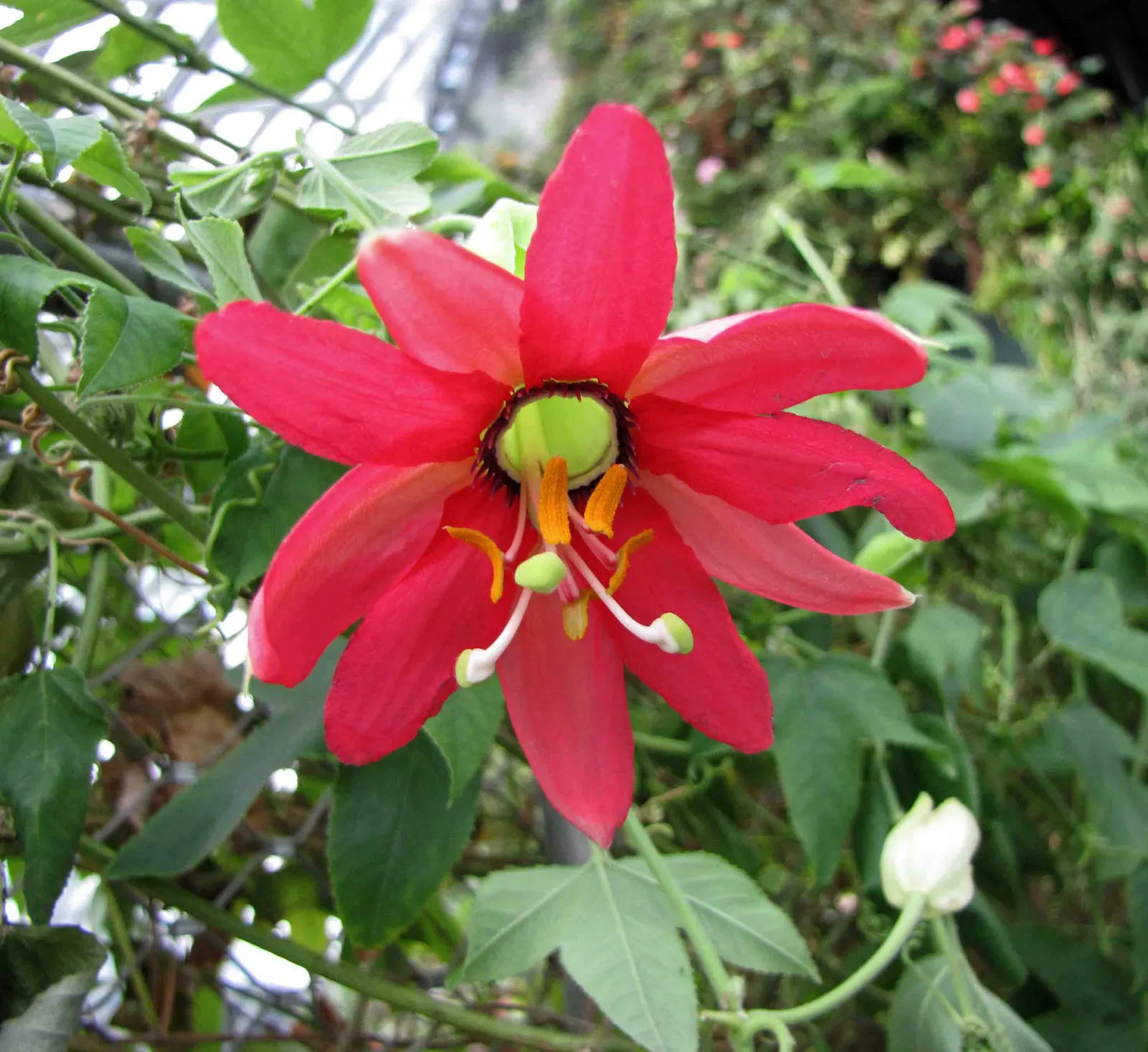 Red Passion Vine (Passiflora Manicata) — This perennial vine can reach lengths of 20-30 feet; it blooms from summer to fall, attracting hummingbirds and