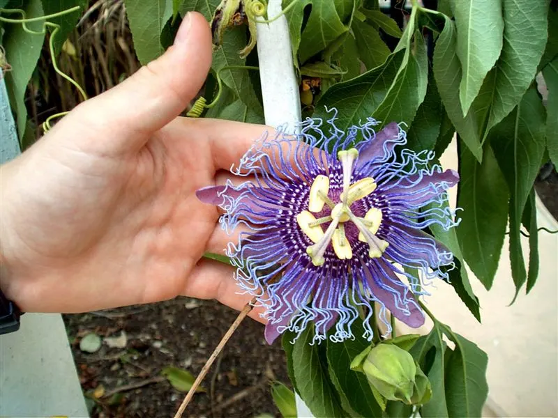 Red Passion Vine (Passiflora Manicata) — vine for half