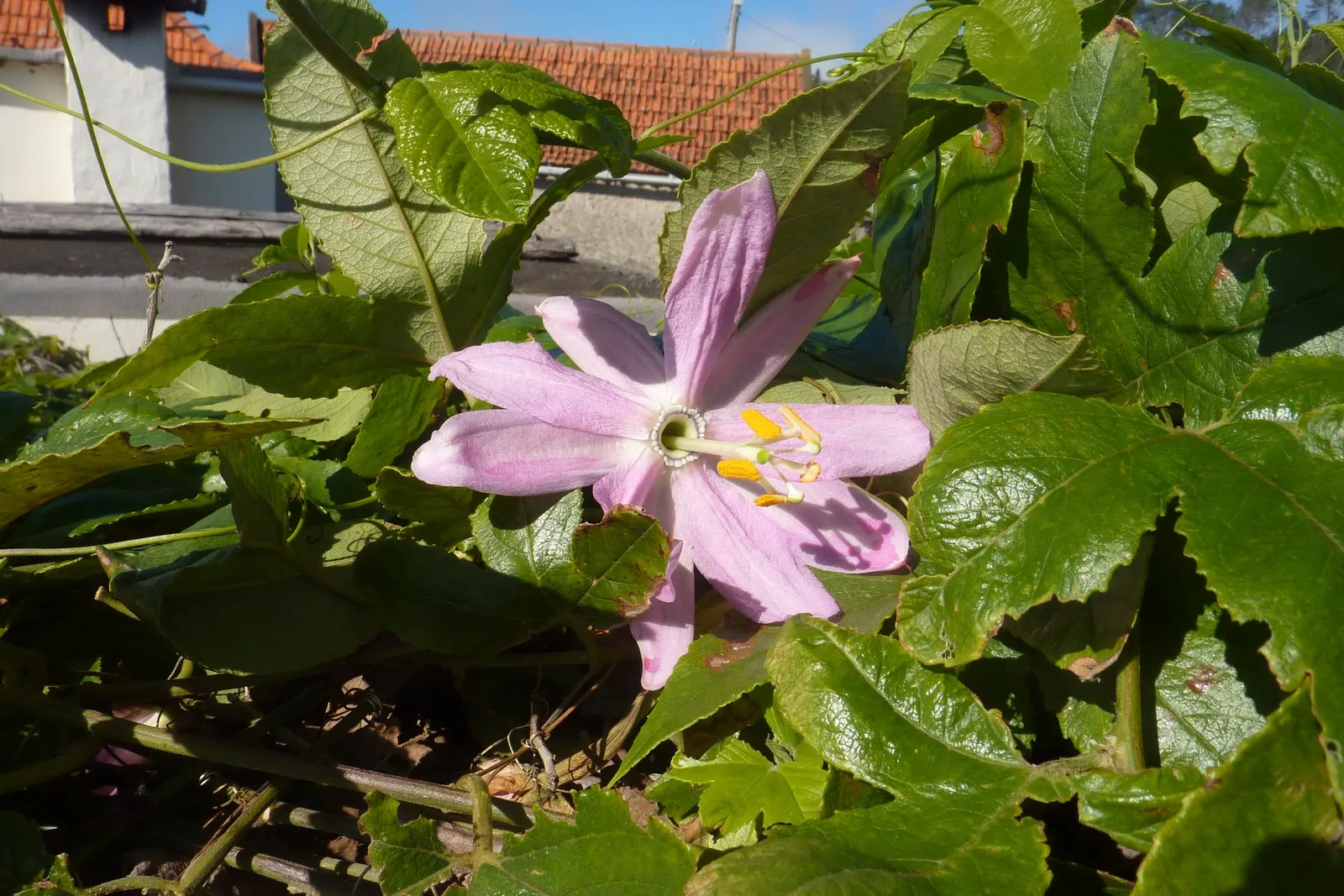 Red Passion Vine (Passiflora Manicata) — It blooms from summer to fall, attracting hummingbirds and offering lush, deep green foliage, image 25