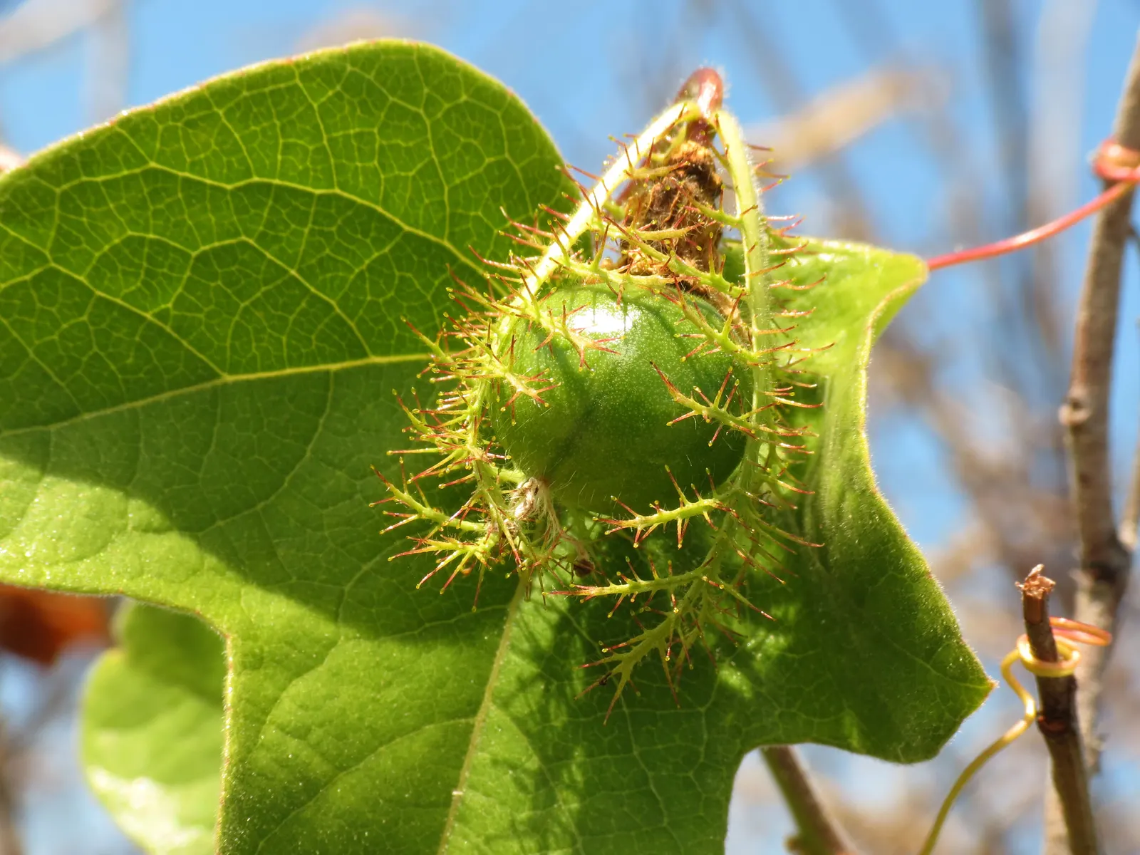 Red Passion Vine (Passiflora Manicata) — such as occasional pruning to control size and promote health, image 39
