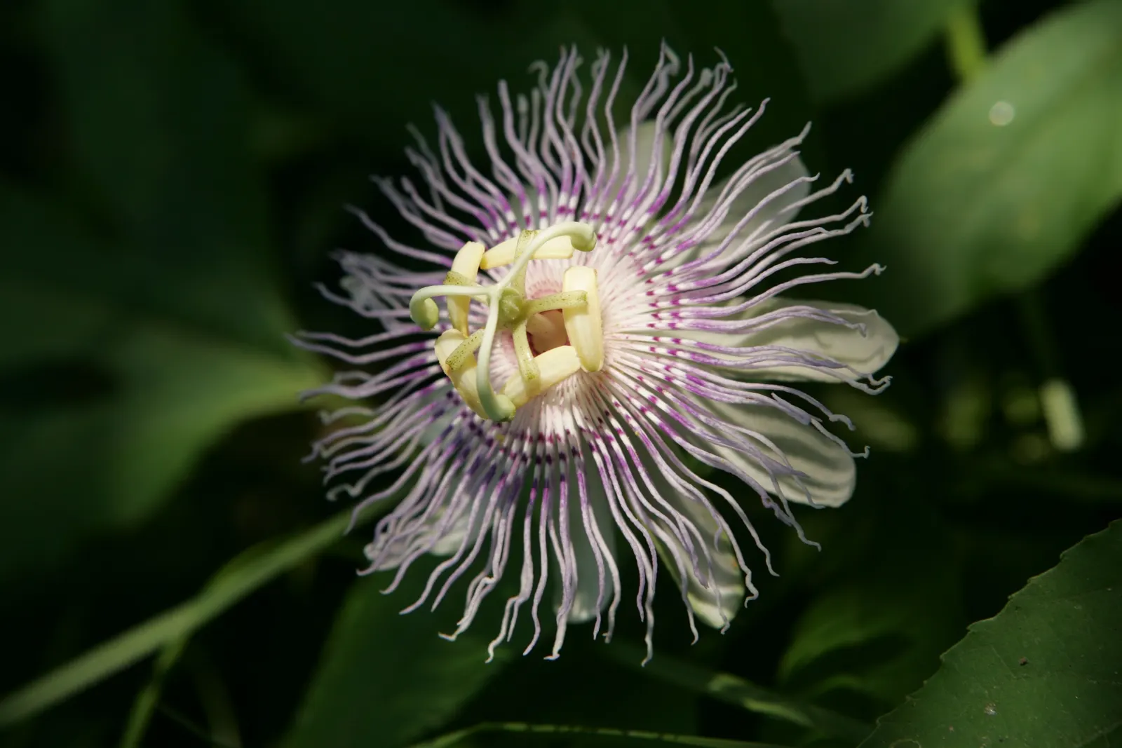 Red Passion Vine (Passiflora Manicata) — is a vibrant and captivating climbing perennial that serves as an alluring centerpiece in any landscape design