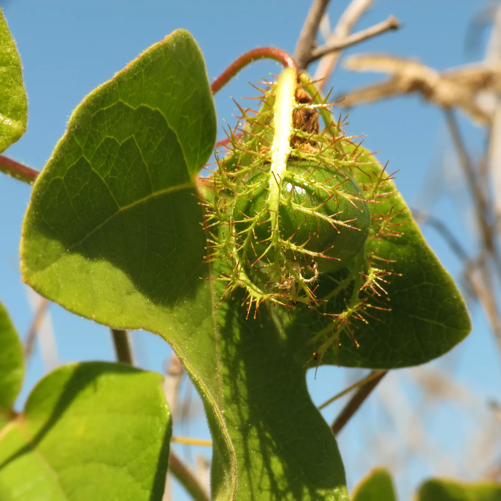 Red Passion Vine (Passiflora Manicata) — it requires well-draining soil; it blooms from summer to fall, attracting hummingbirds and offering lush, deep green