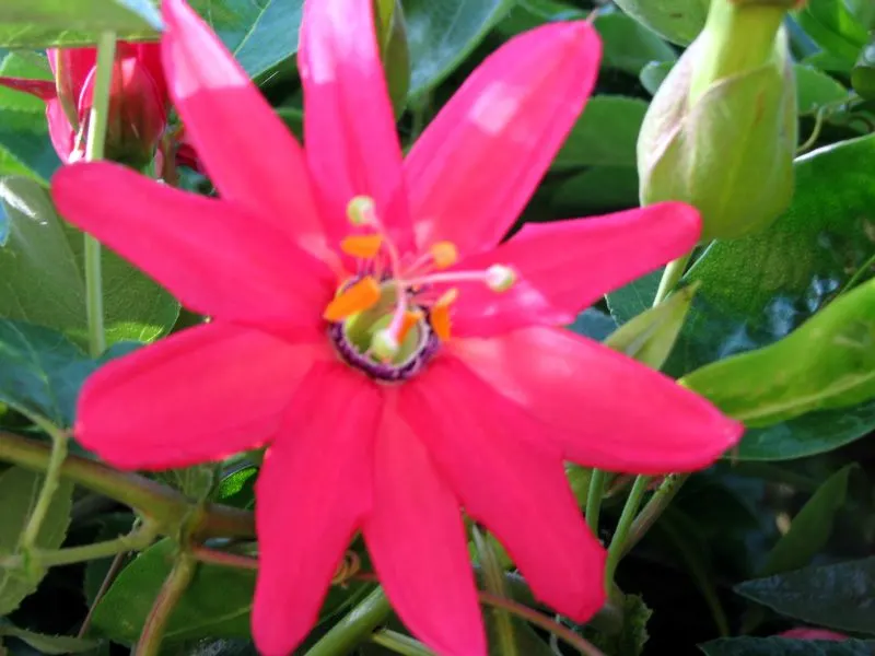 Red Passion Vine (Passiflora Manicata) — and benefits from a layer of mulch to maintain soil hydration and temperature.<br><br>Cold-sensitive; including