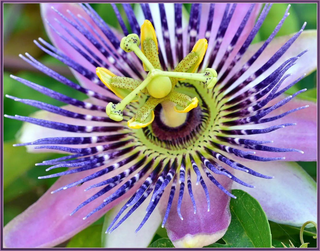 Red Passion Vine (Passiflora Manicata) — The Red Passion Vine flourishes in USDA hardiness zones 9 through 11, preferring full sun to part shade, image 54