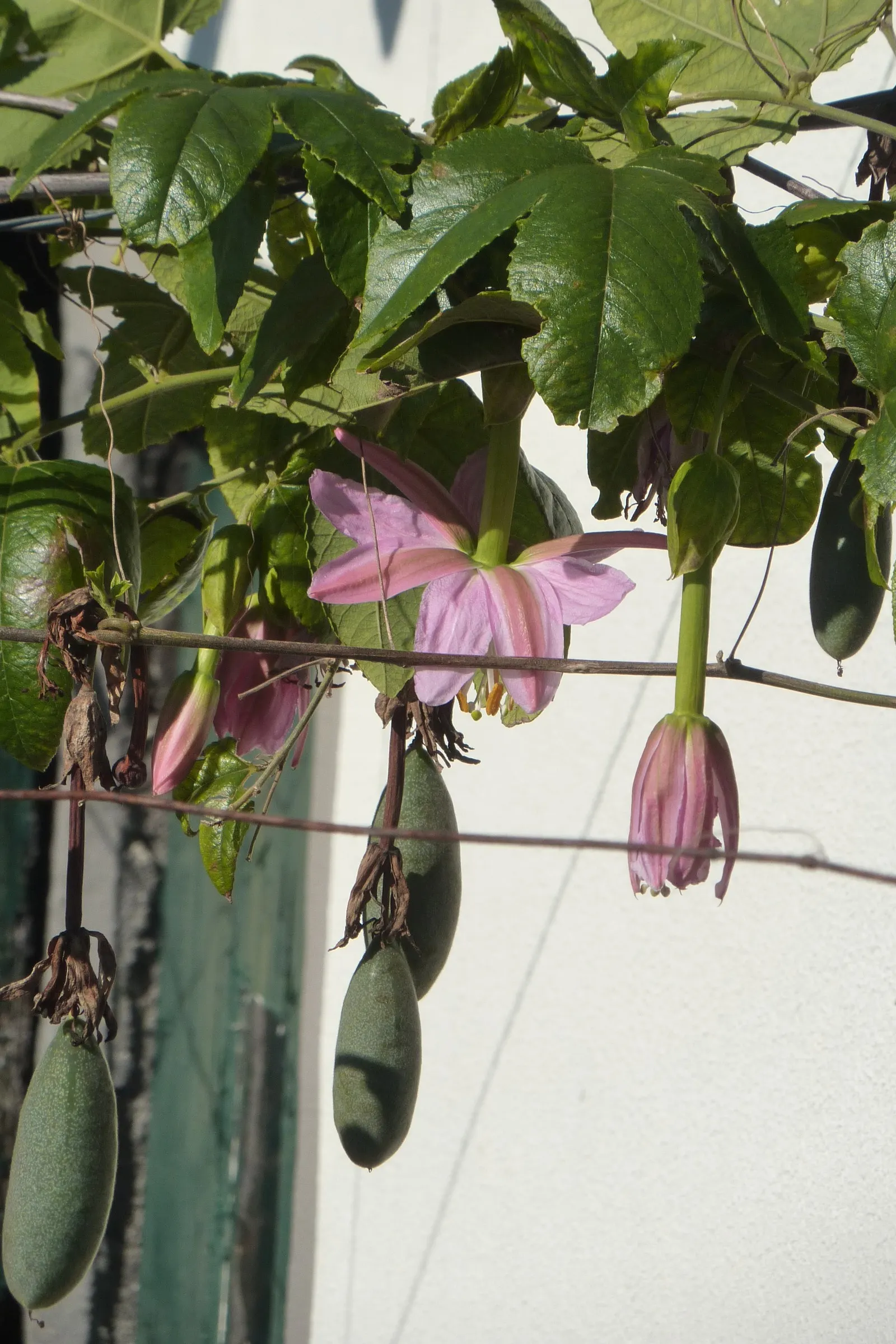 Red Passion Vine (Passiflora Manicata) — the Passiflora manicata may need winter protection in cooler climates; such as occasional pruning to, image 57