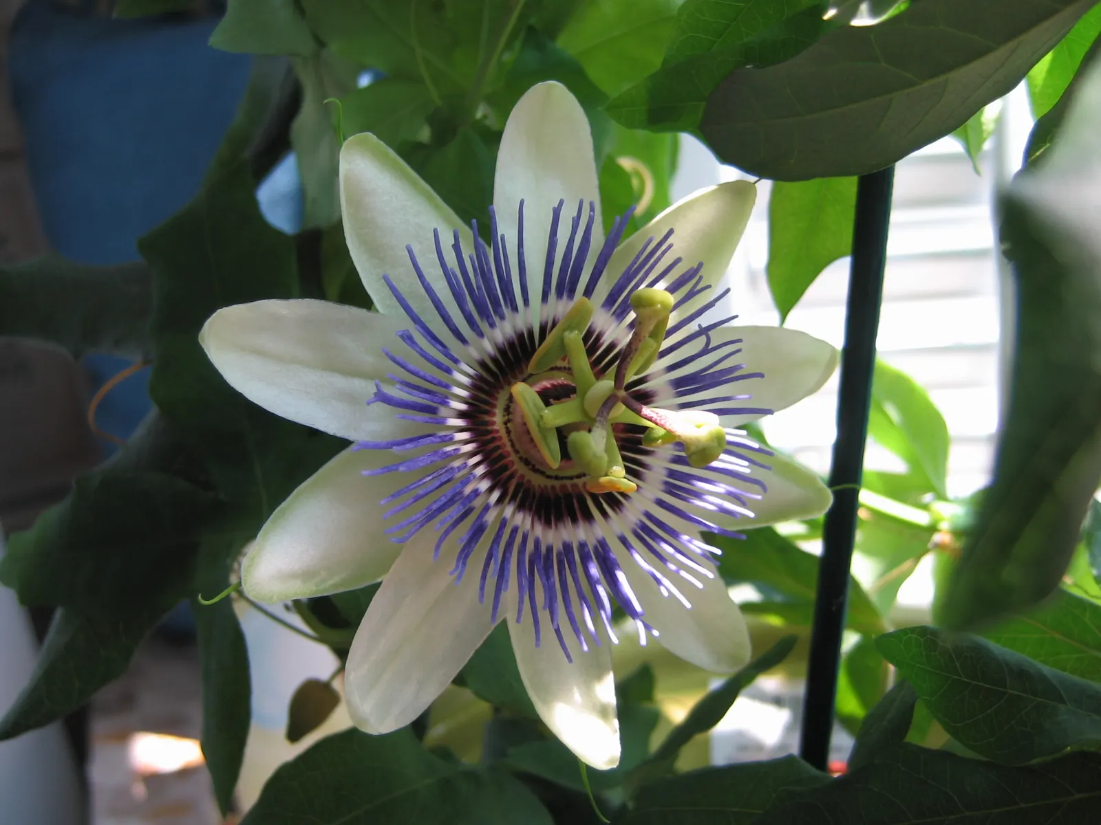 Red Passion Vine (Passiflora Manicata) — This perennial vine can reach lengths of 20-30 feet; it blooms from summer to fall, attracting, image 64