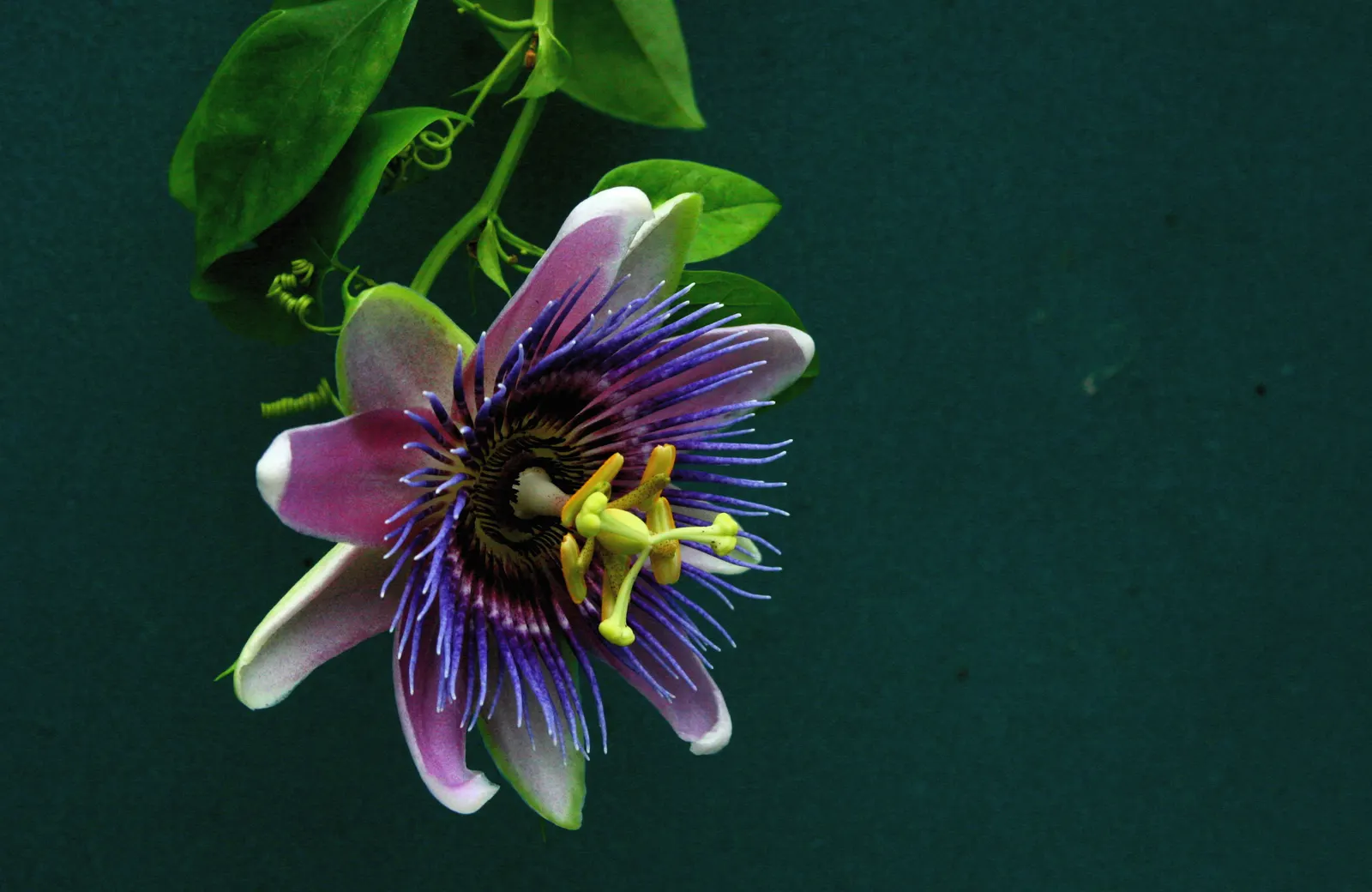 Red Passion Vine (Passiflora Manicata) — ensure ample space for spread and expect moderate maintenance; including beneficial bees, image 59