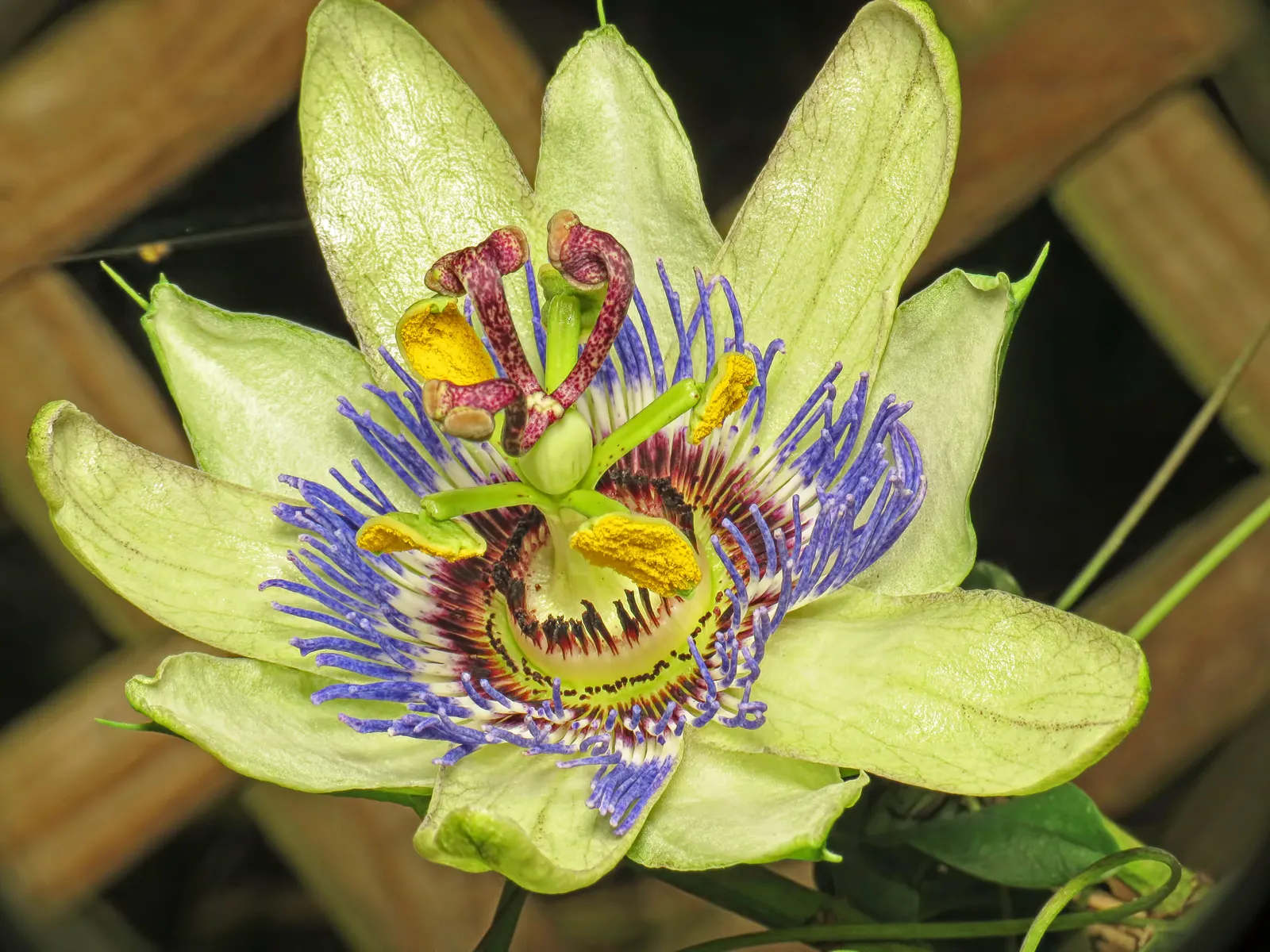 Red Passion Vine (Passiflora Manicata) — This perennial vine can reach lengths of 20-30 feet; it blooms from summer to fall, attracting, image 43