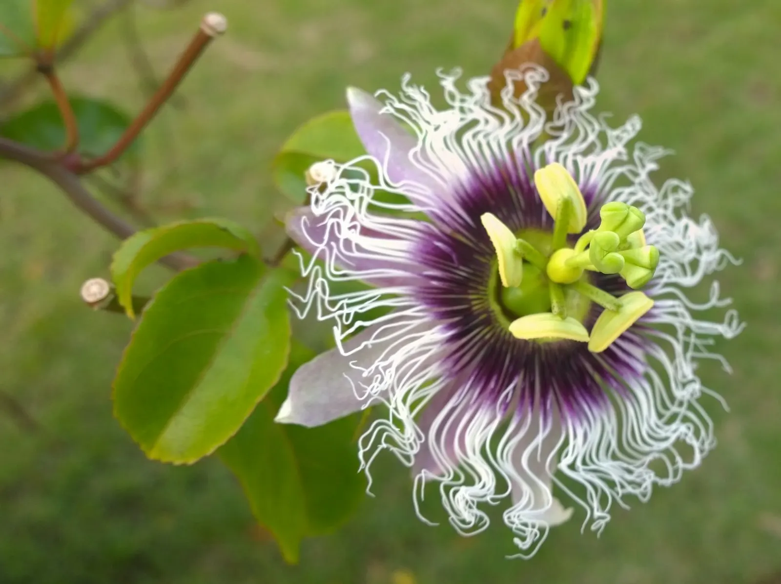 Red Passion Vine (Passiflora Manicata) — Boasting brilliant scarlet red flowers which can span up to 4 inches across; such as occasional pruning to, image 69