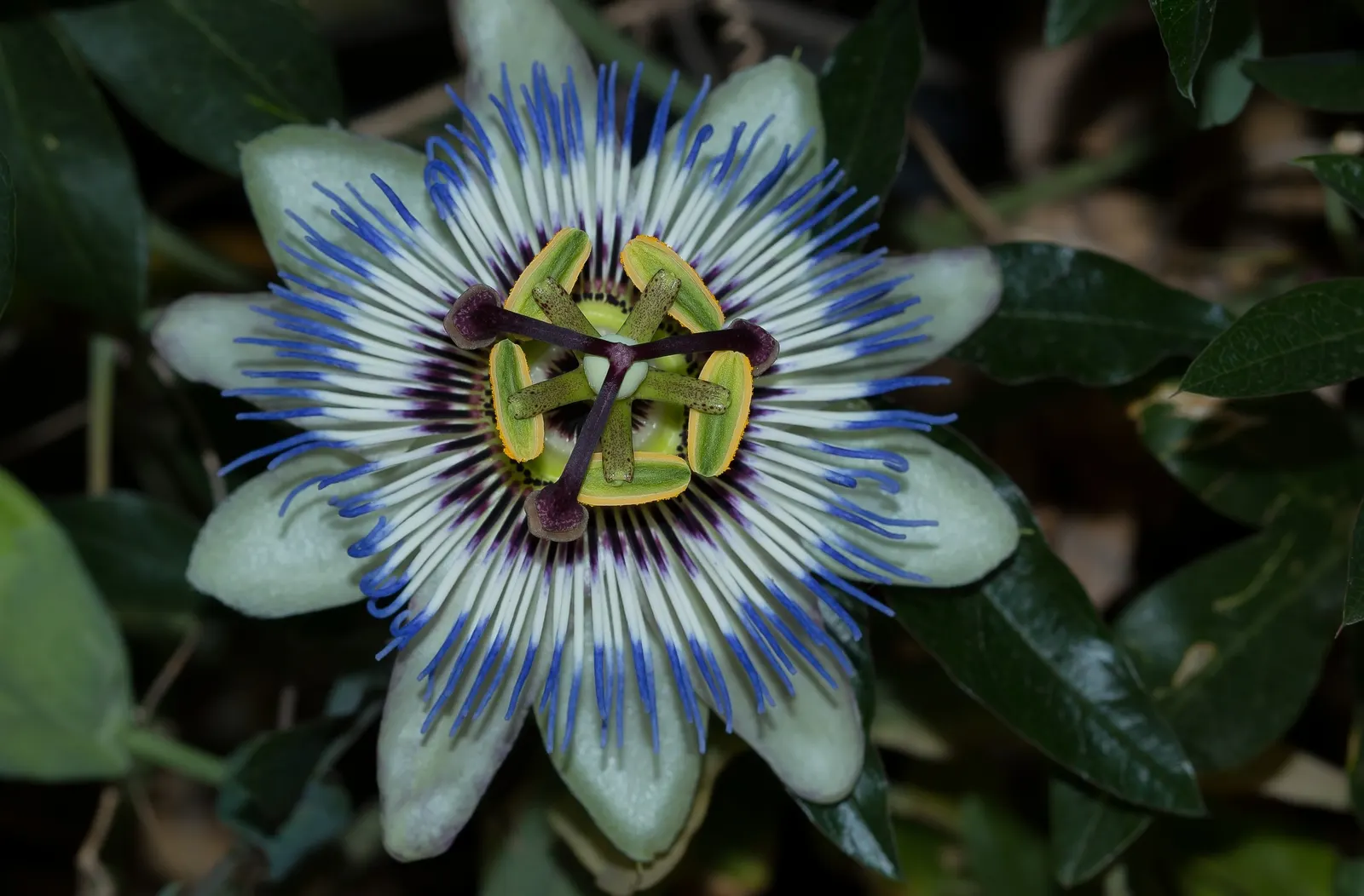 Red Passion Vine (Passiflora Manicata) — When incorporating this plant into your garden