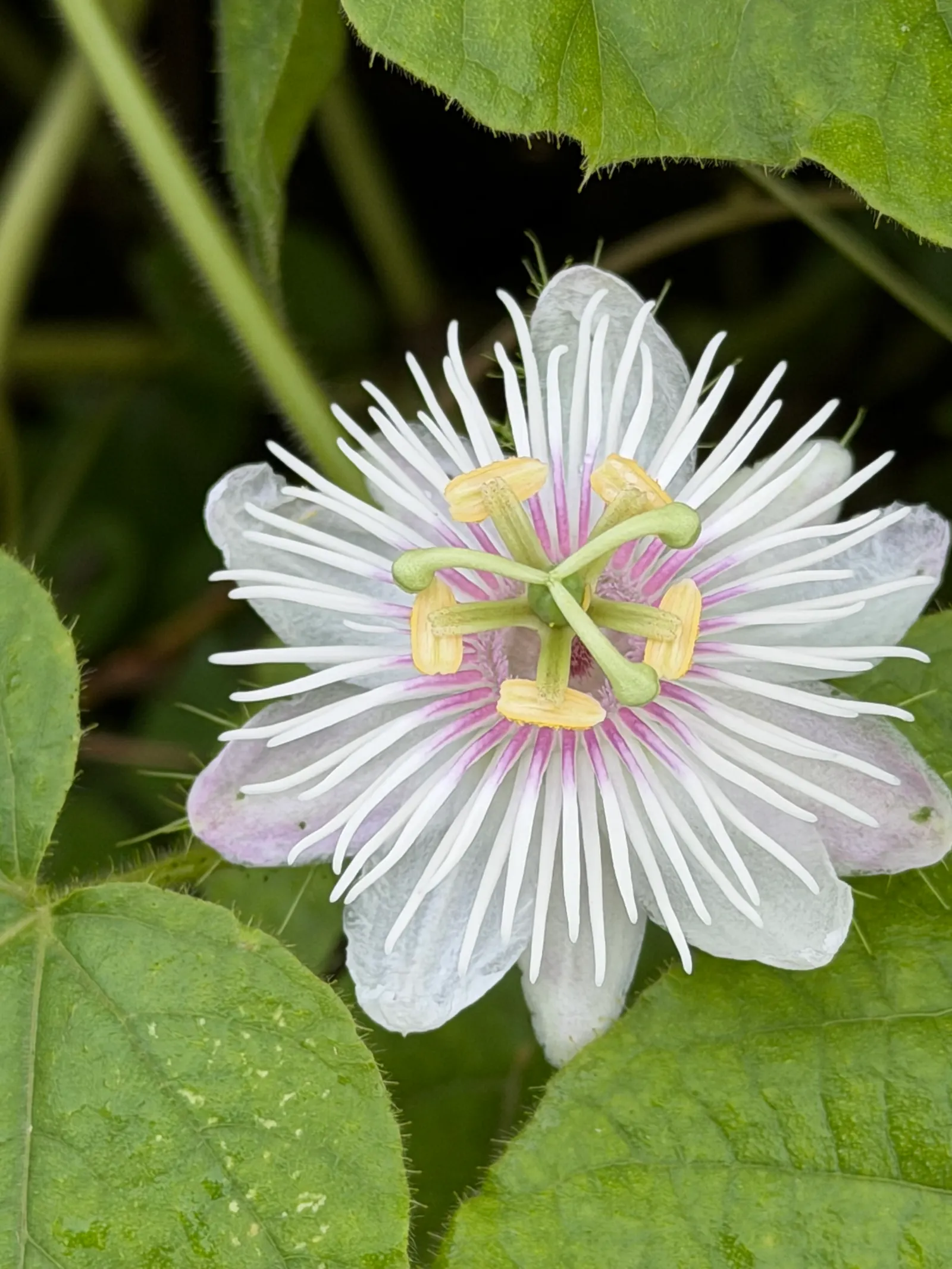 Red Passion Vine (Passiflora Manicata) — bloom prolifically throughout the summer and into fall; such as occasional pruning to control size and promote health