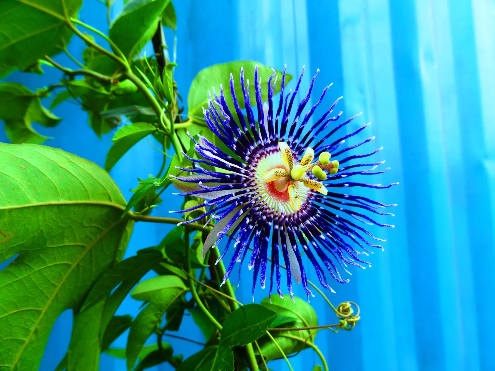 Red Passion Vine (Passiflora Manicata) — Boasting brilliant scarlet red flowers which can span up to 4 inches across; such as occasional pruning to, image 48