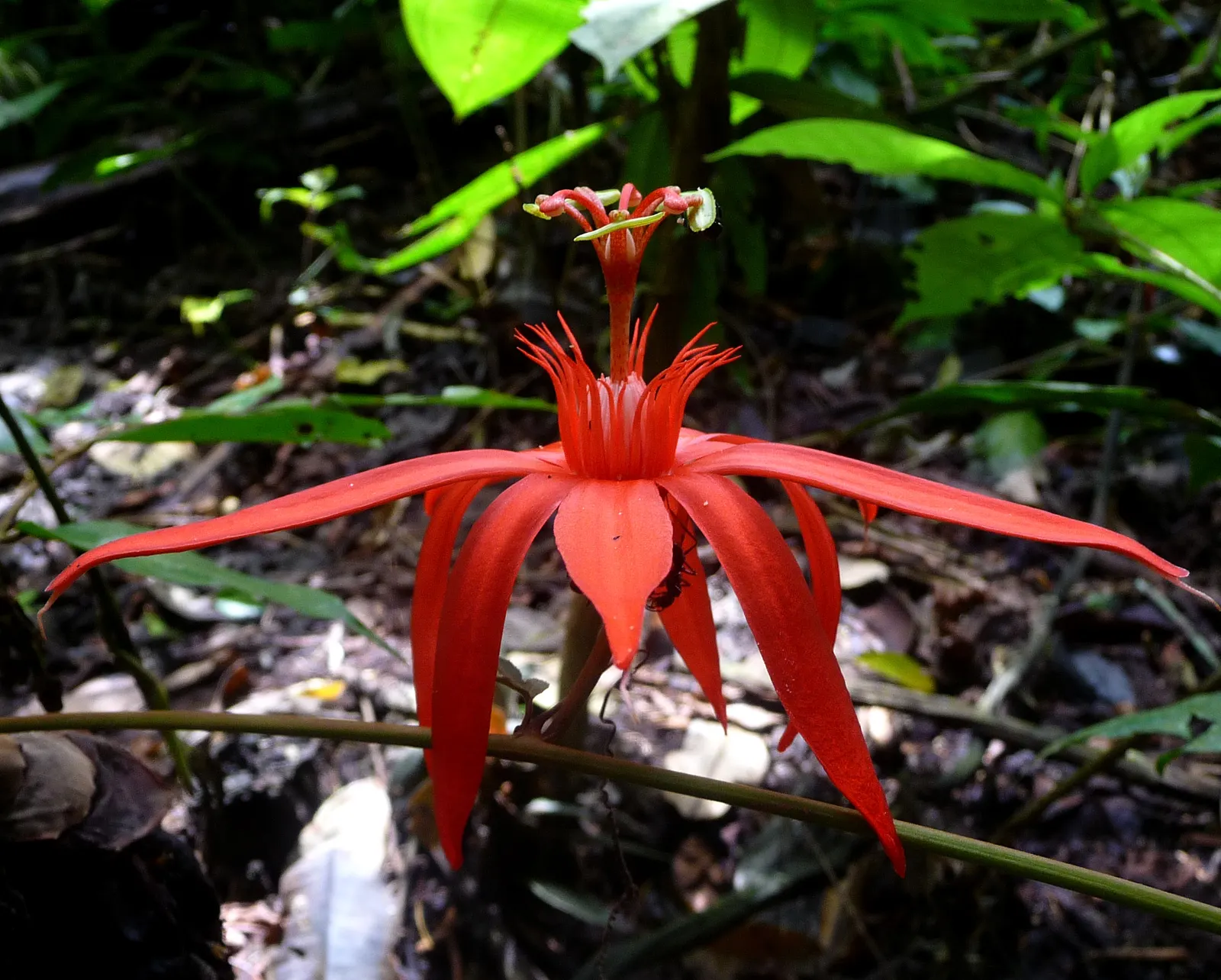 Red Passion Vine (Passiflora Manicata) — and benefits from a layer of mulch to maintain soil hydration and temperature.<br><br>Cold-sensitive, image 56