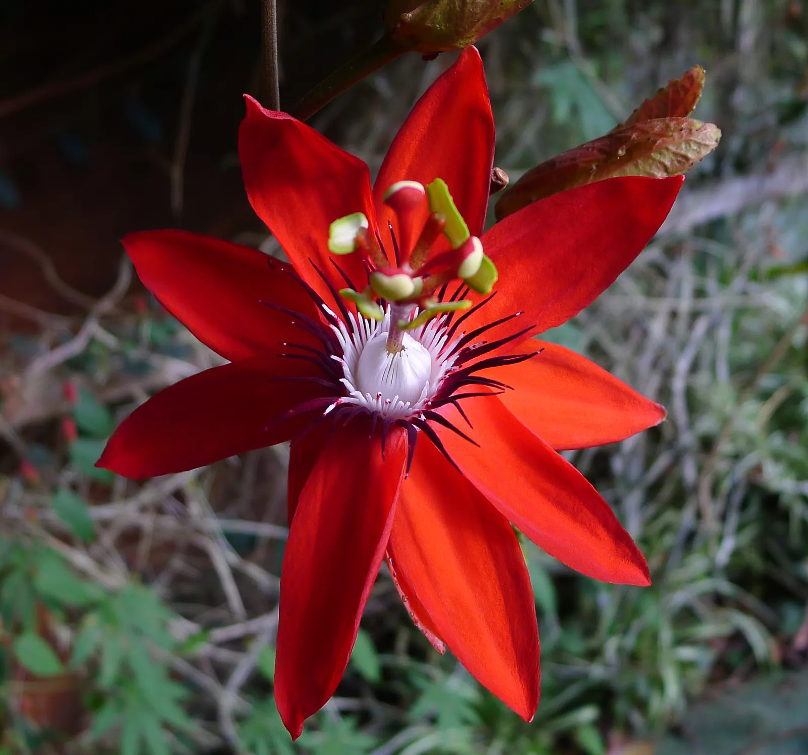 Red Passion Vine (Passiflora Manicata) — bloom prolifically throughout the summer and into fall; such as occasional pruning to control size and, image 51