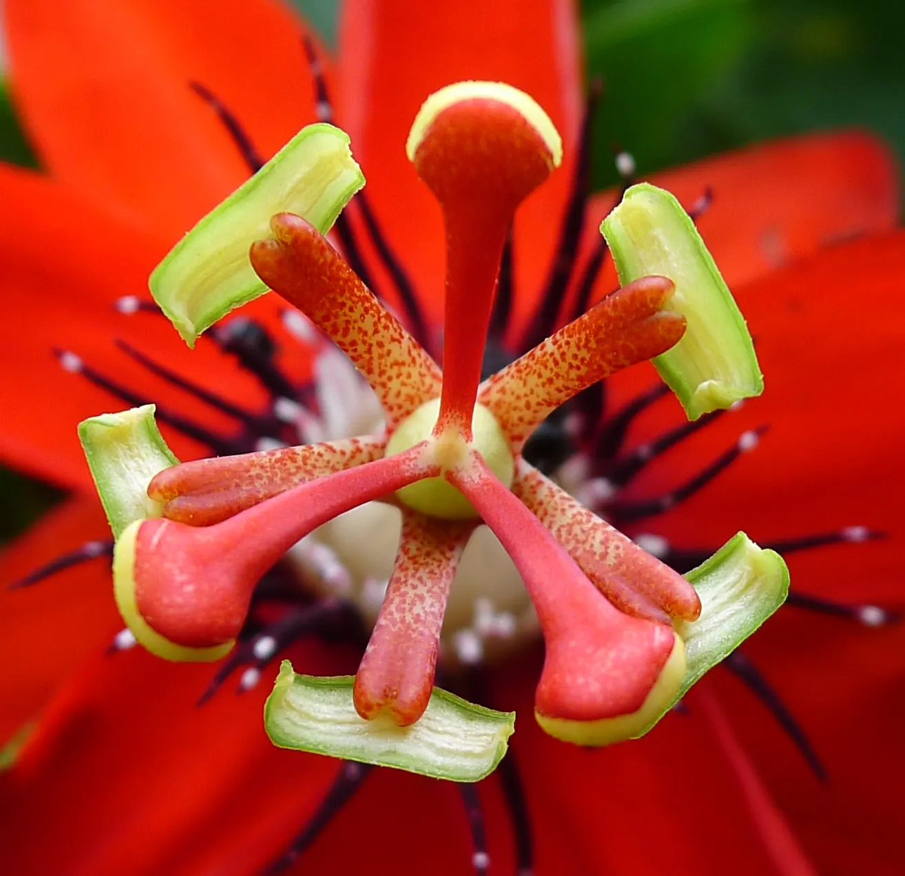 Red Passion Vine (Passiflora Manicata) — vine with red blooms; including beneficial bees