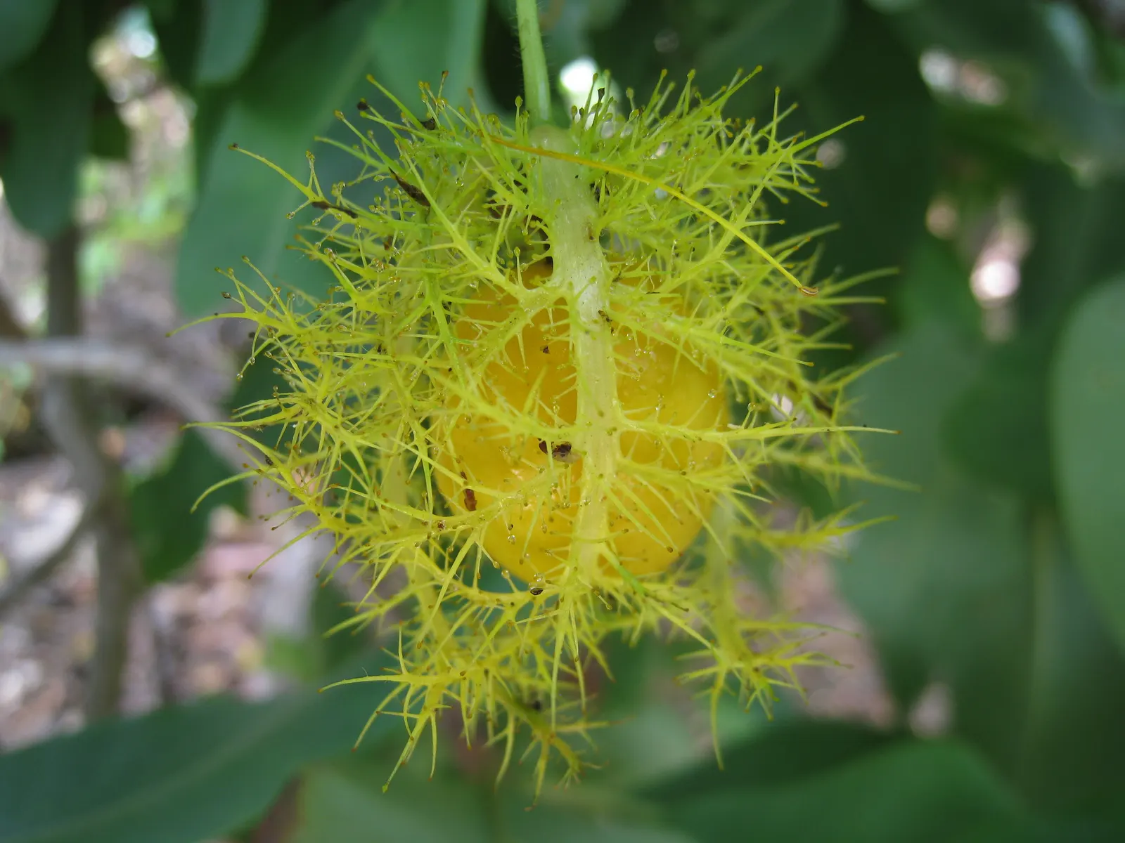 Red Passion Vine (Passiflora Manicata) — such as a trellis or fence