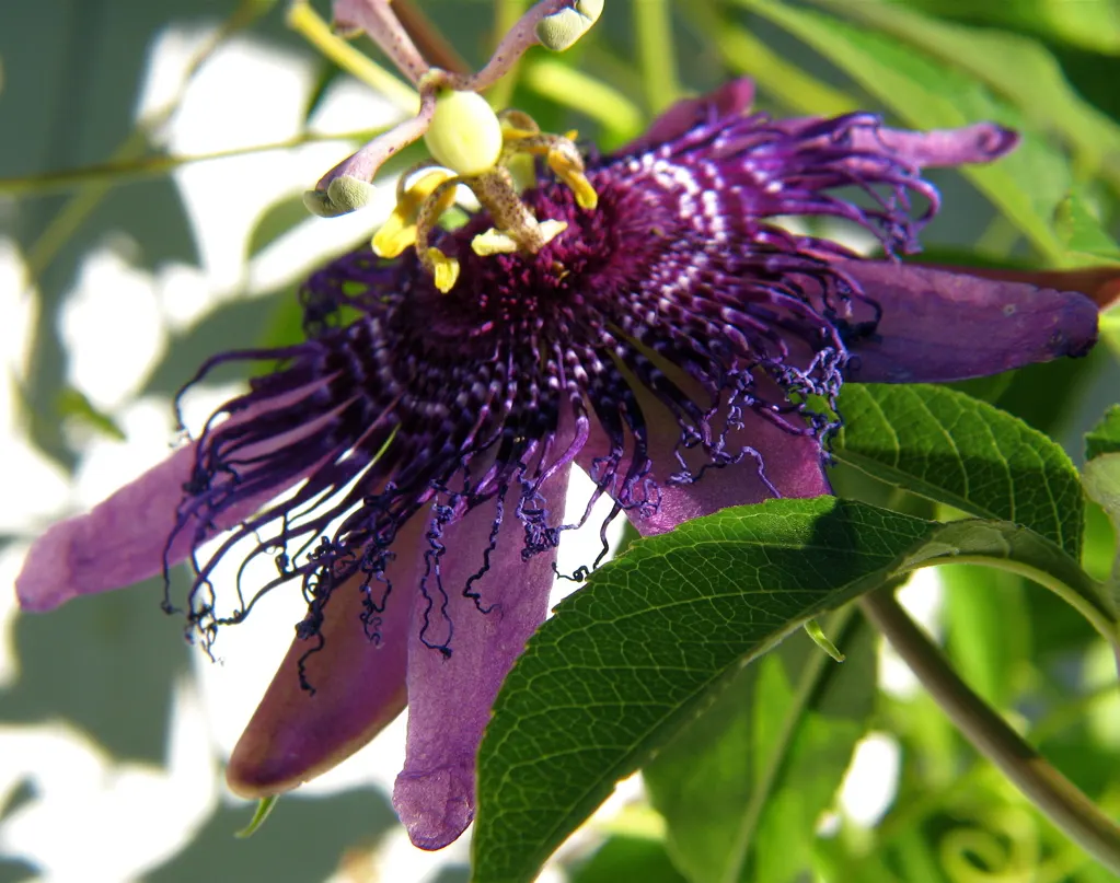 Red Passion Vine (Passiflora Manicata) — ensure ample space for spread and expect moderate maintenance