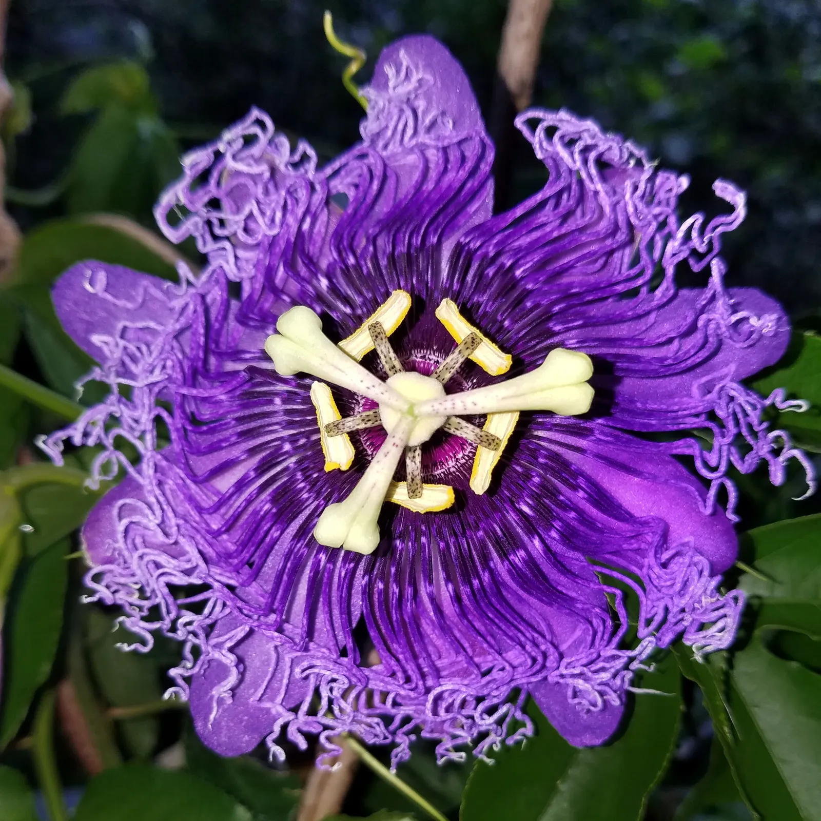 Red Passion Vine (Passiflora Manicata) — The Red Passion Vine flourishes in USDA hardiness zones 9 through 11, preferring full sun to part shade