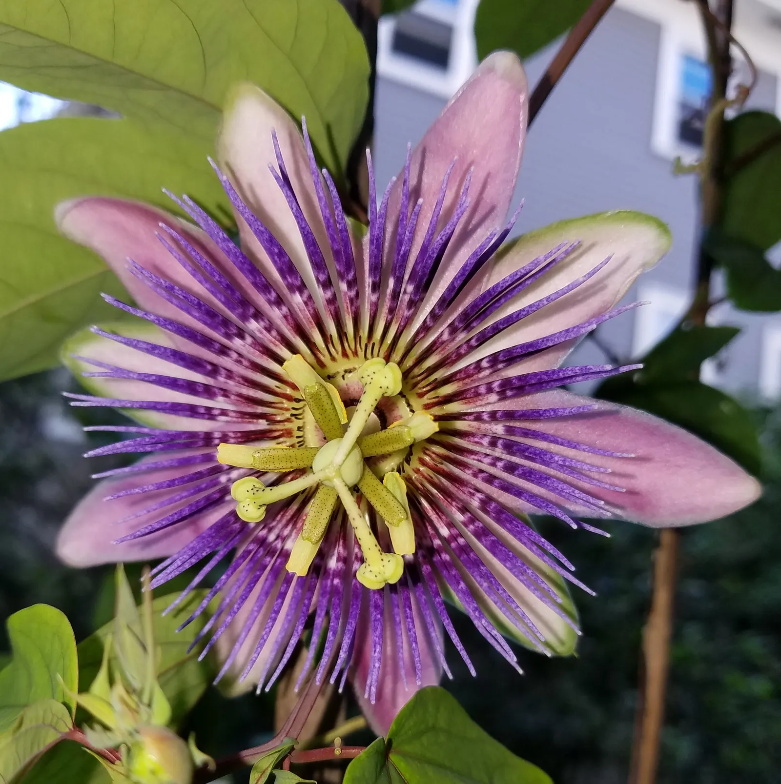 Red Passion Vine (Passiflora Manicata) — red flowers in the garden; it blooms from summer to fall, attracting hummingbirds and offering lush, deep green foliage