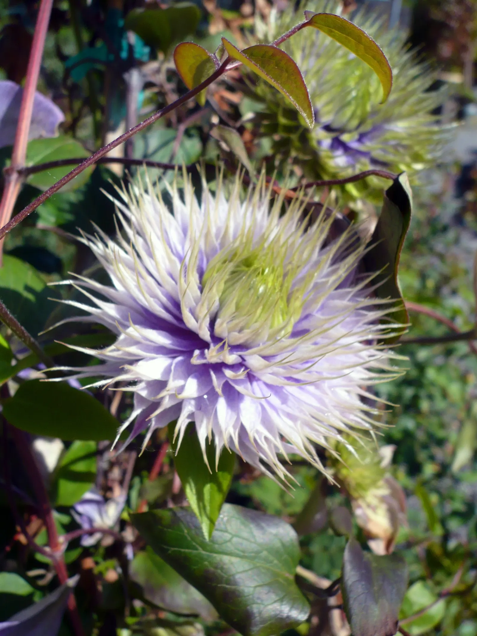 Red Passion Vine (Passiflora Manicata) — Boasting brilliant scarlet red flowers which can span up to 4 inches across