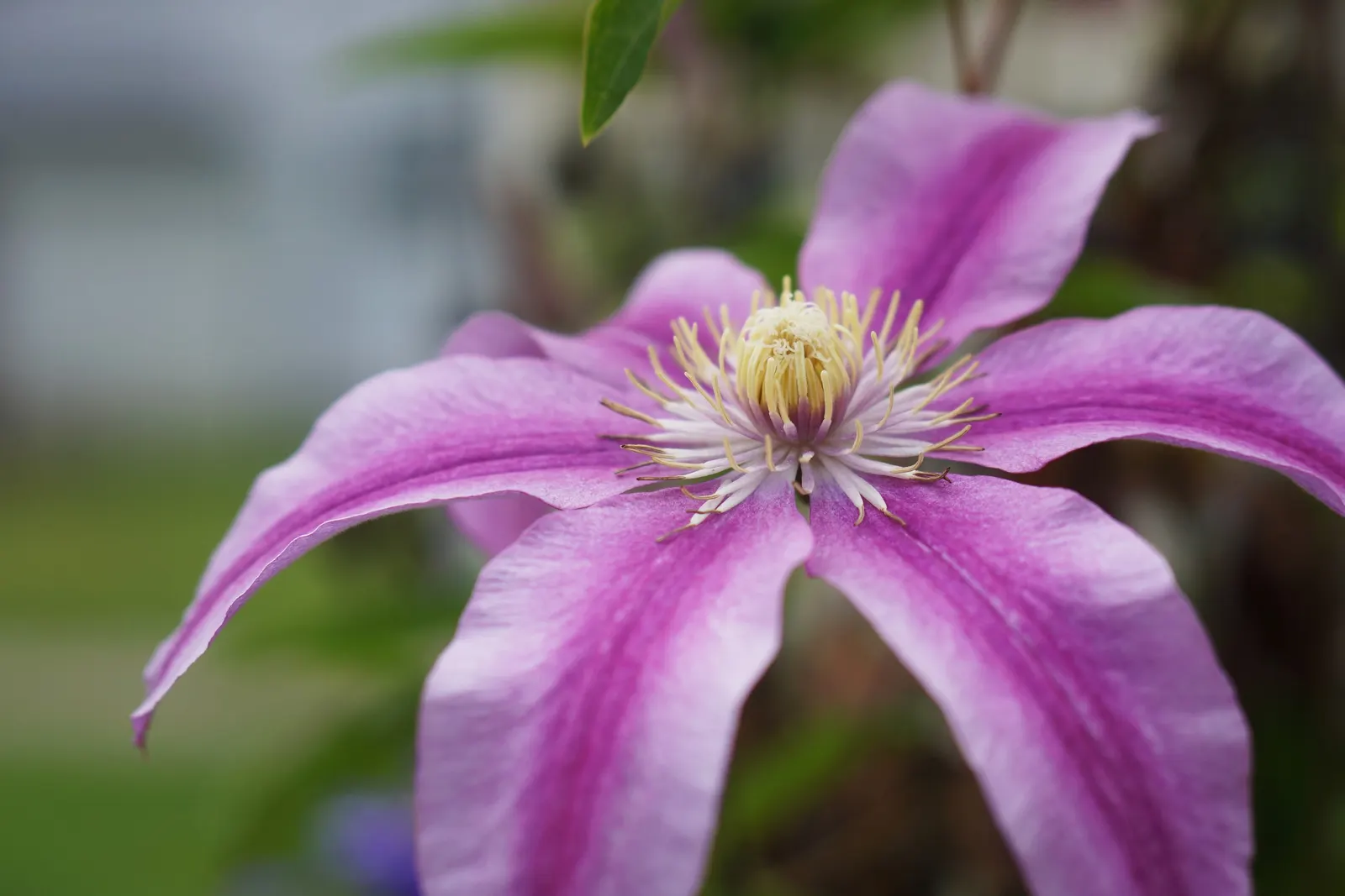 Red Passion Vine (Passiflora Manicata) — preferring full sun to partial shade and well-drained soil