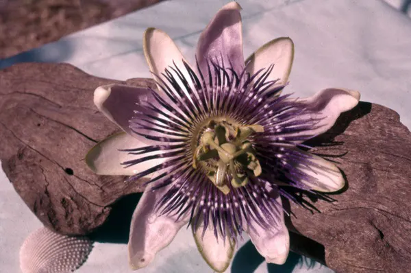 Red Passion Vine (Passiflora Manicata) — including beneficial bees, image 53