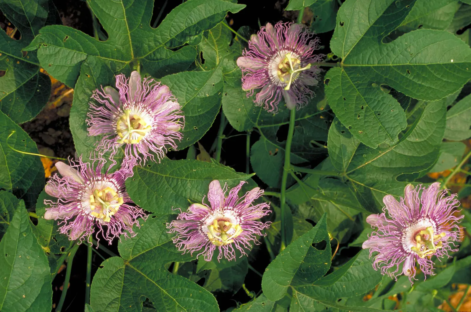 Red Passion Vine (Passiflora Manicata) — is a vibrant and captivating climbing perennial that serves as an alluring centerpiece in any landscape, image 68
