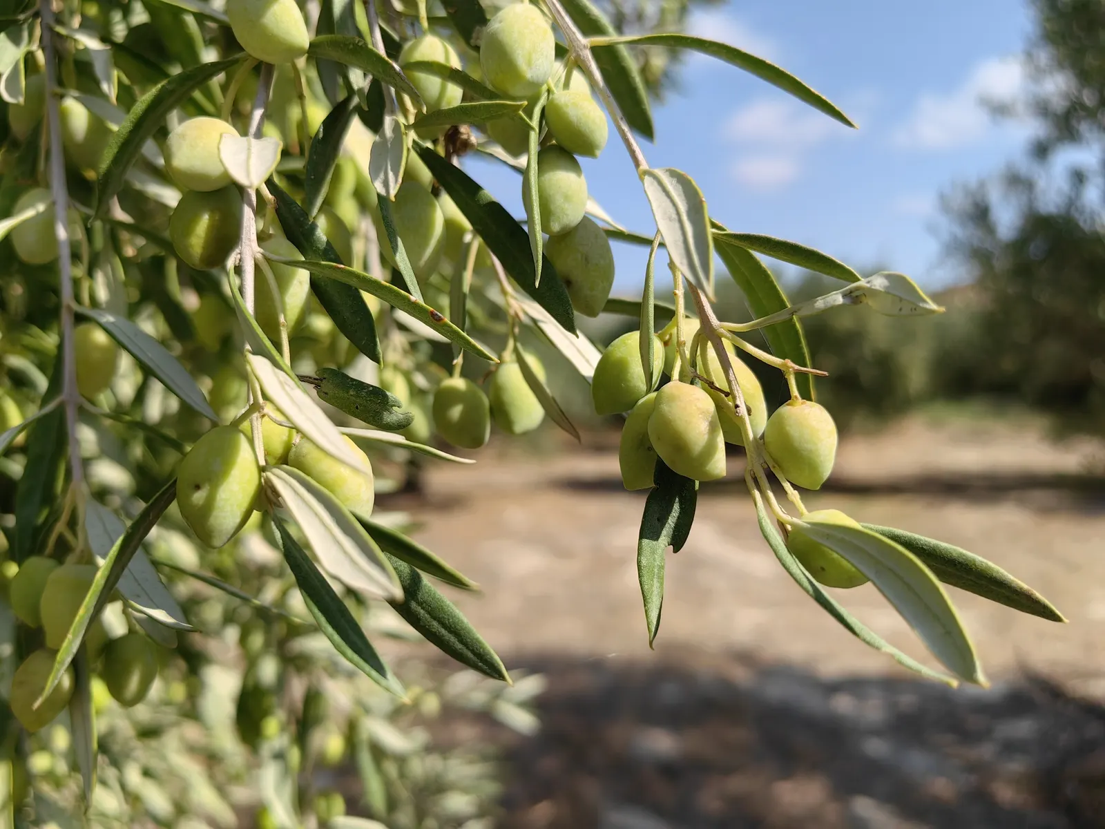 Olive (Olea Europaea) — tree with white blooms; to thrive and produce fruit, image 62