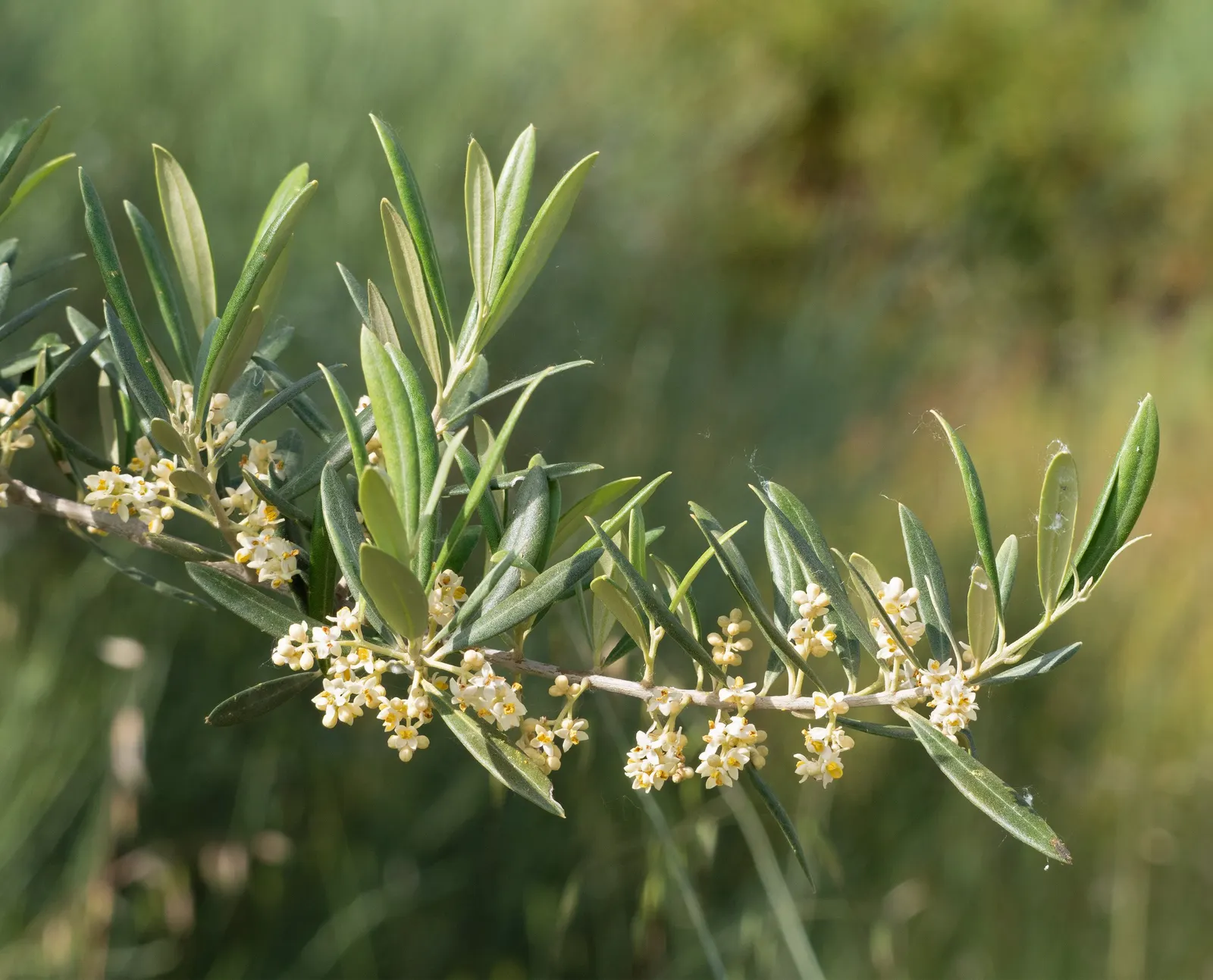 Olive (Olea Europaea) — airy canopy can create a perfect focal point or a picturesque screen in the garden; make it an exquisite and enduring, image 72