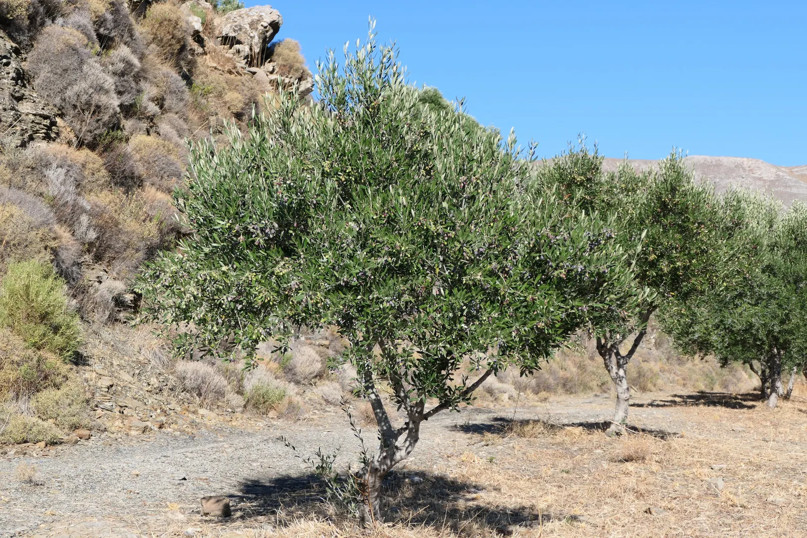 Olive (Olea Europaea) — Although renowned for its resilience to drought conditions once established; make it an exquisite and enduring choice for, image 54
