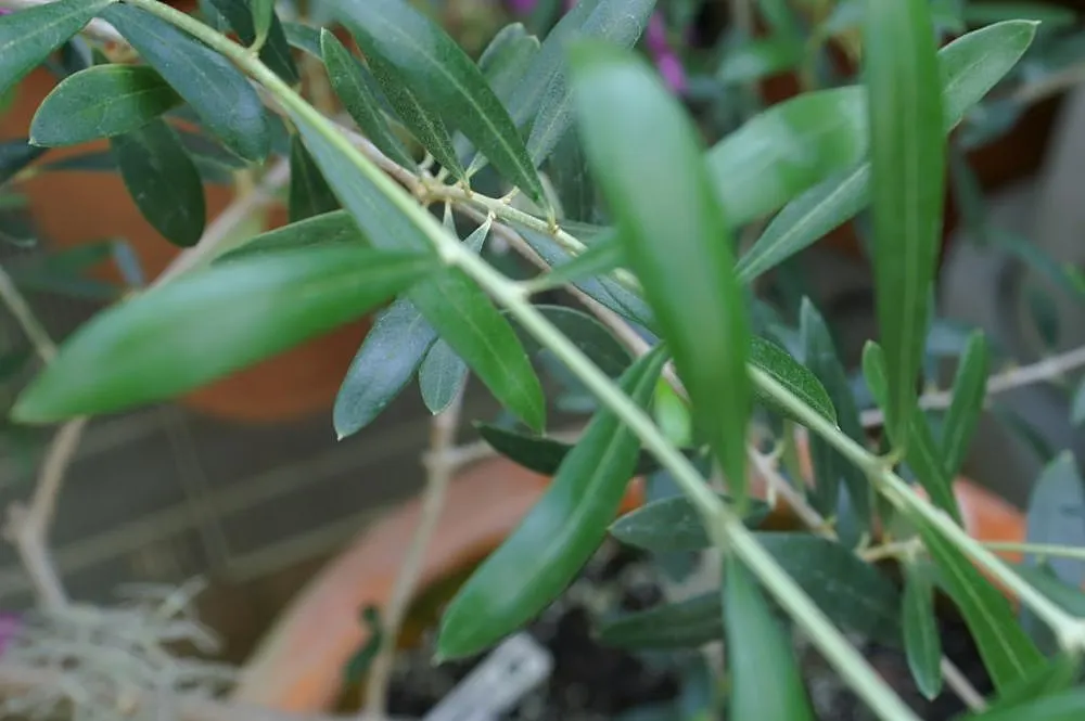 Olive (Olea Europaea) — Olives are harvested in fall and can be processed or left for ornamental purposes; to thrive and produce fruit, image 68
