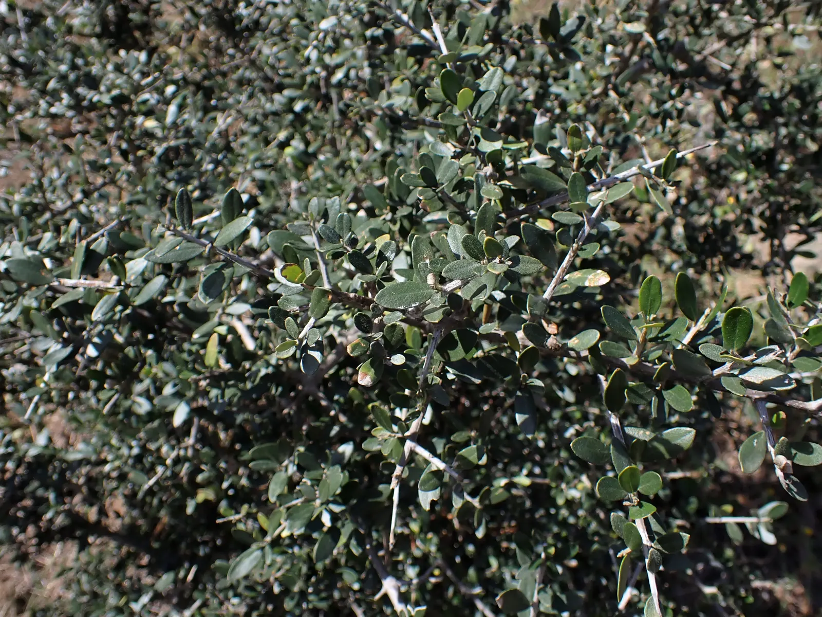 Olive (Olea Europaea) — which can reach hundreds of years; to thrive and produce fruit