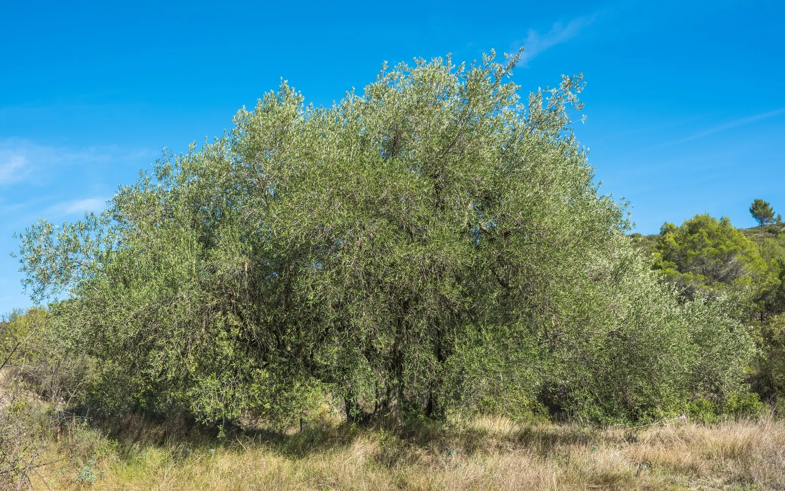Olive (Olea Europaea) — Mature specimens reach up to 30-40 feet in height with a spread of 15-30 feet; to thrive and produce fruit