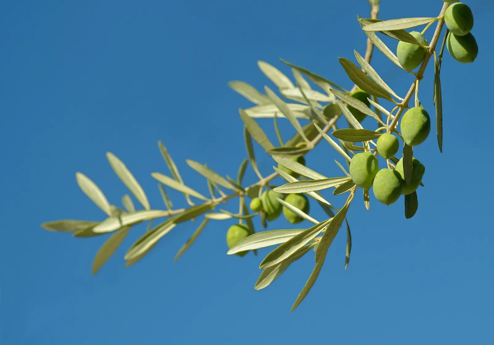 Olive (Olea Europaea) — airy canopy can create a perfect focal point or a picturesque screen in the garden