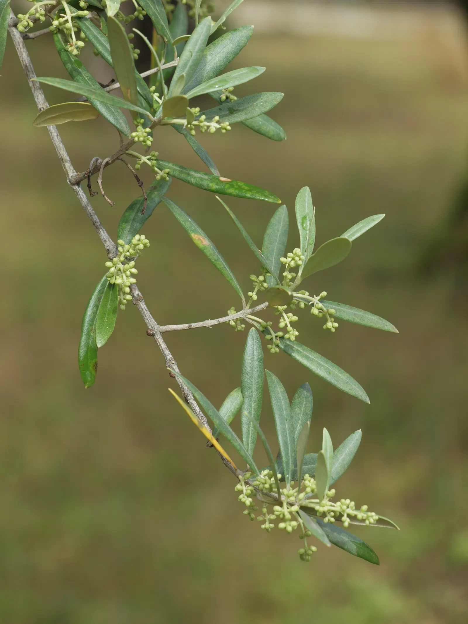 Olive (Olea Europaea) — commonly referred to as the European olive; make it an exquisite and enduring choice for any landscape project, image 48