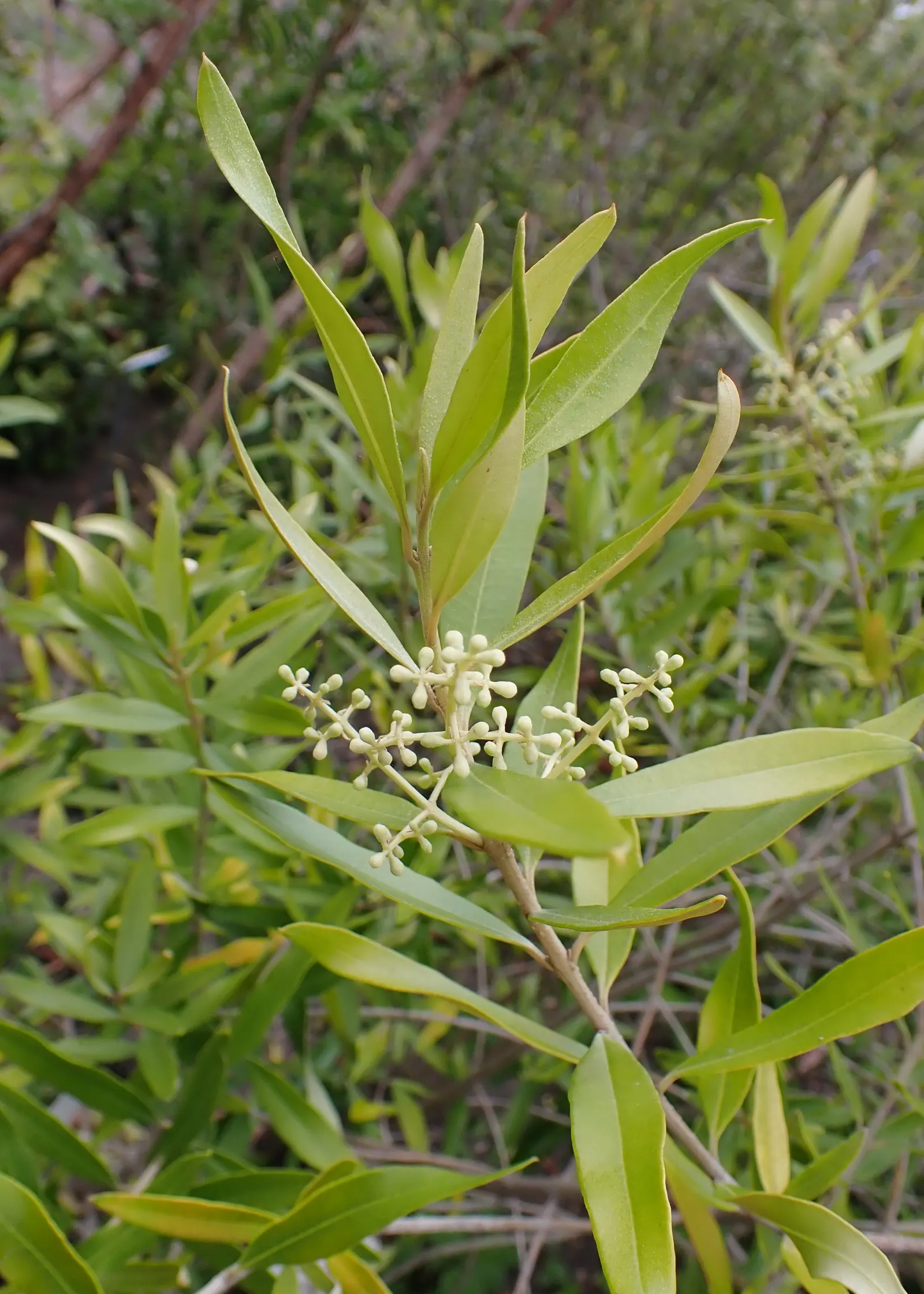 Olive (Olea Europaea) — Olives are harvested in fall and can be processed or left for ornamental purposes; to thrive and produce fruit, image 47