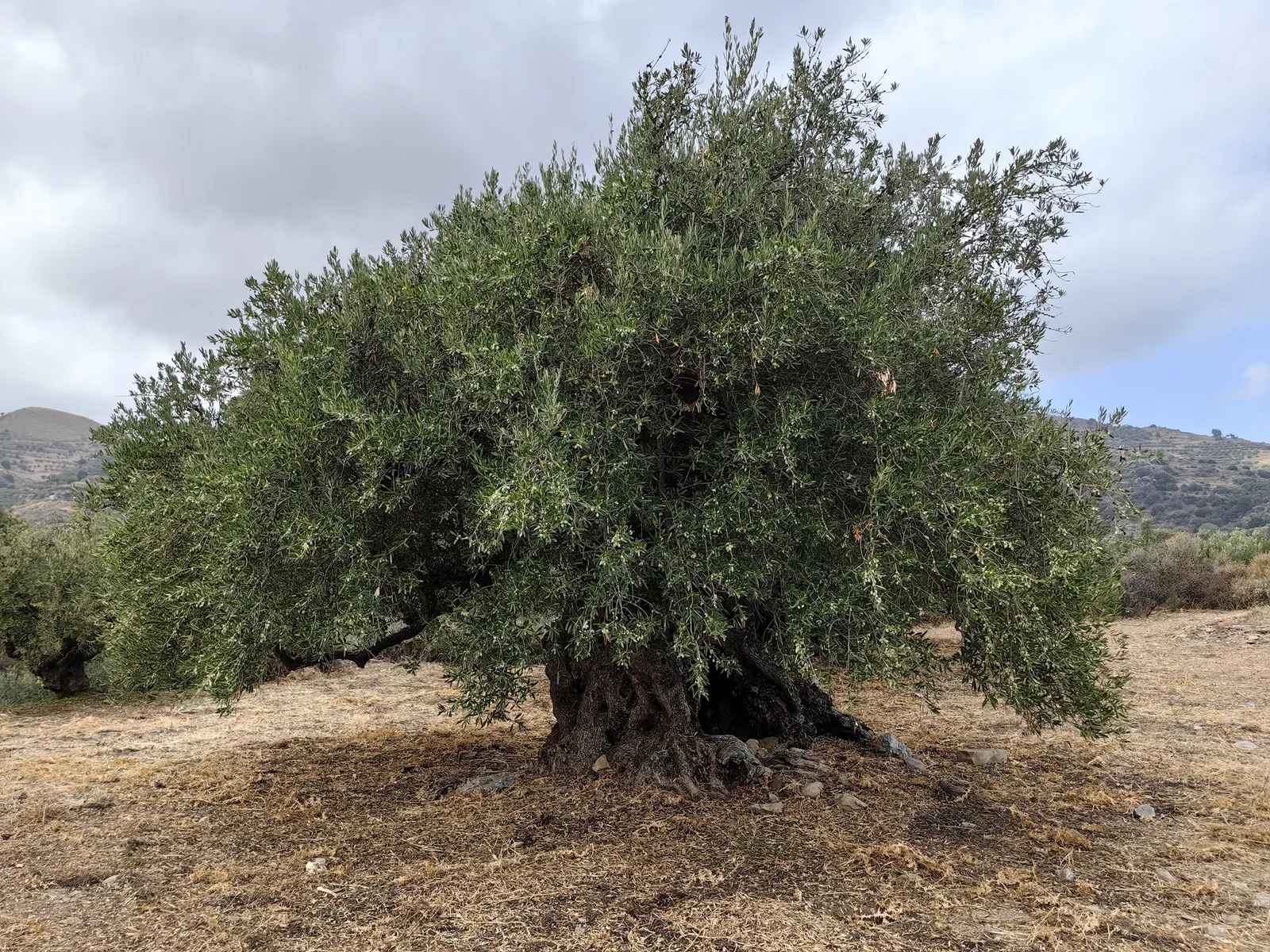 Olive (Olea Europaea) — providing a striking color contrast against darker foliage or bright flowering plants; to thrive and produce fruit