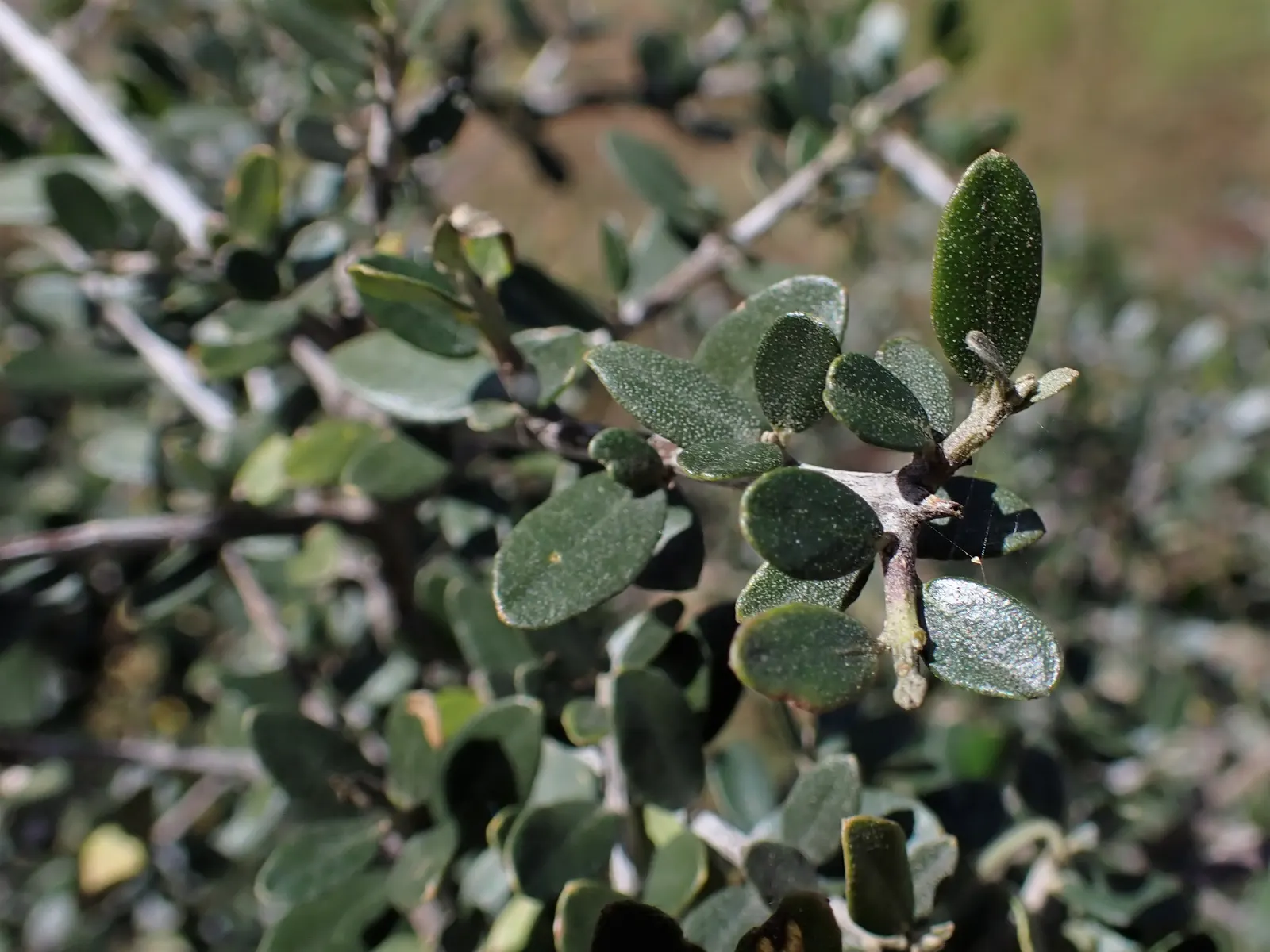 Olive (Olea Europaea) — Its silvery leaves and small, fragrant white flowers complement Mediterranean-style landscapes