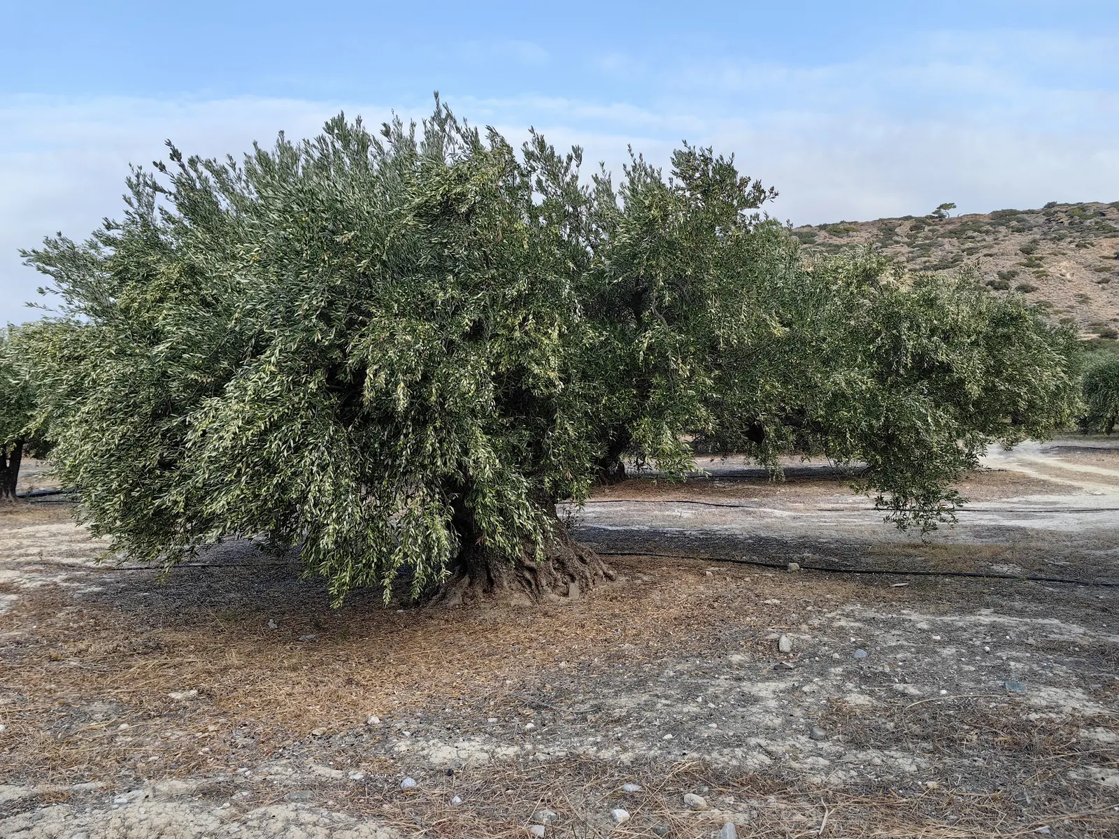 Olive (Olea Europaea) — adequate watering during its initial growth period ensures a strong