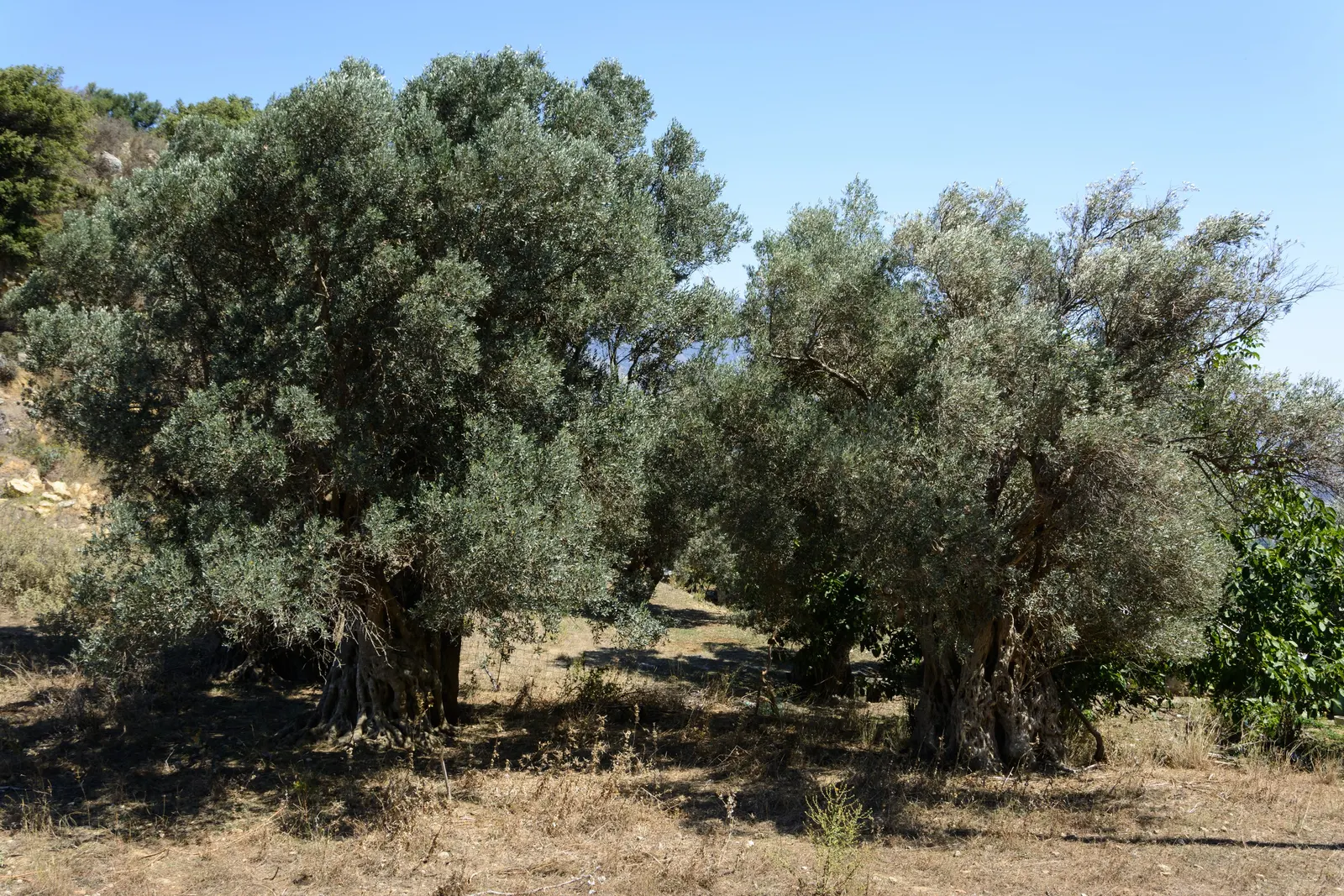 Olive (Olea Europaea) — make it an exquisite and enduring choice for any landscape project