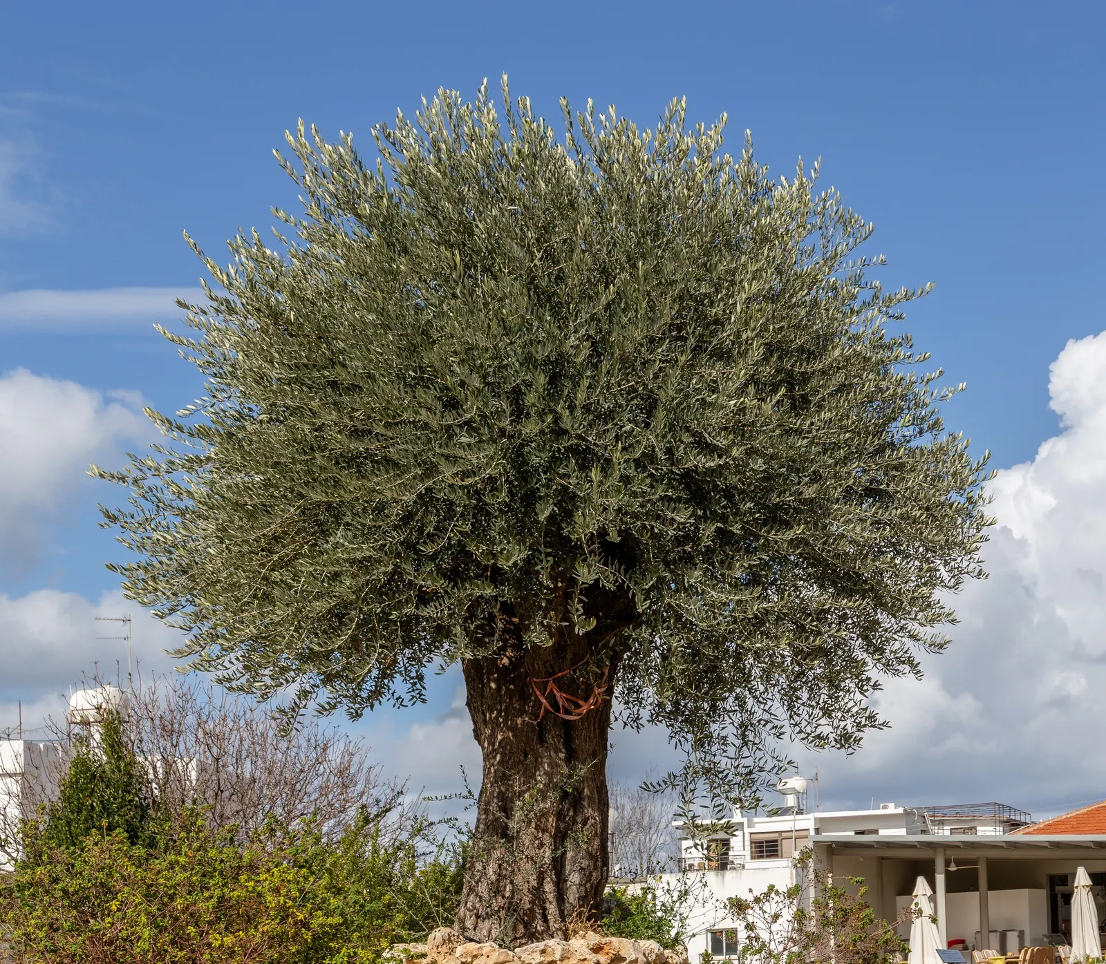 Olive (Olea Europaea) — to thrive and produce fruit, image 74
